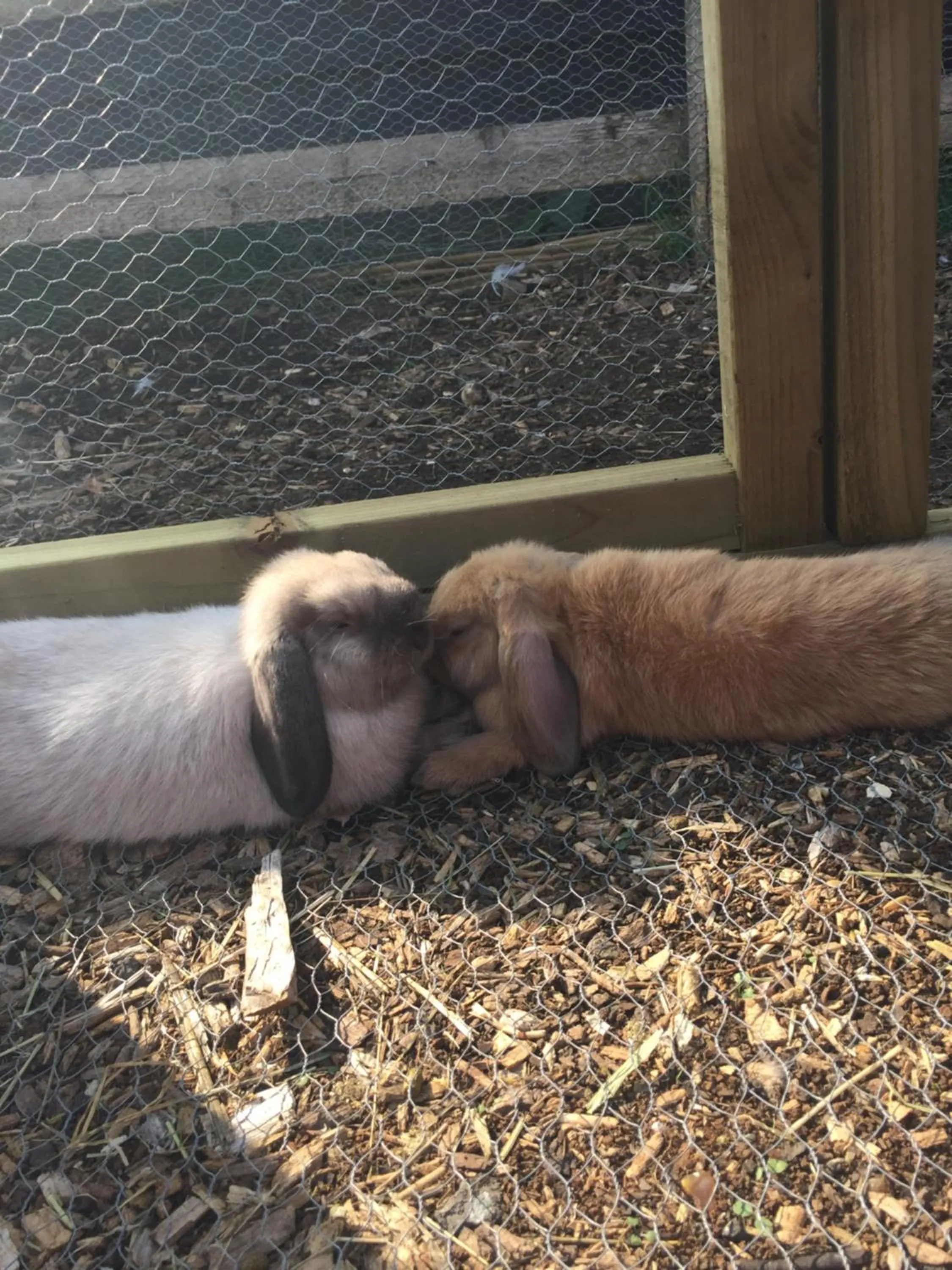 Animals in Willow Court Farm Studio East & Petting Farm, 8 mins to Legoland & Windsor, 15 mins to Lapland UK