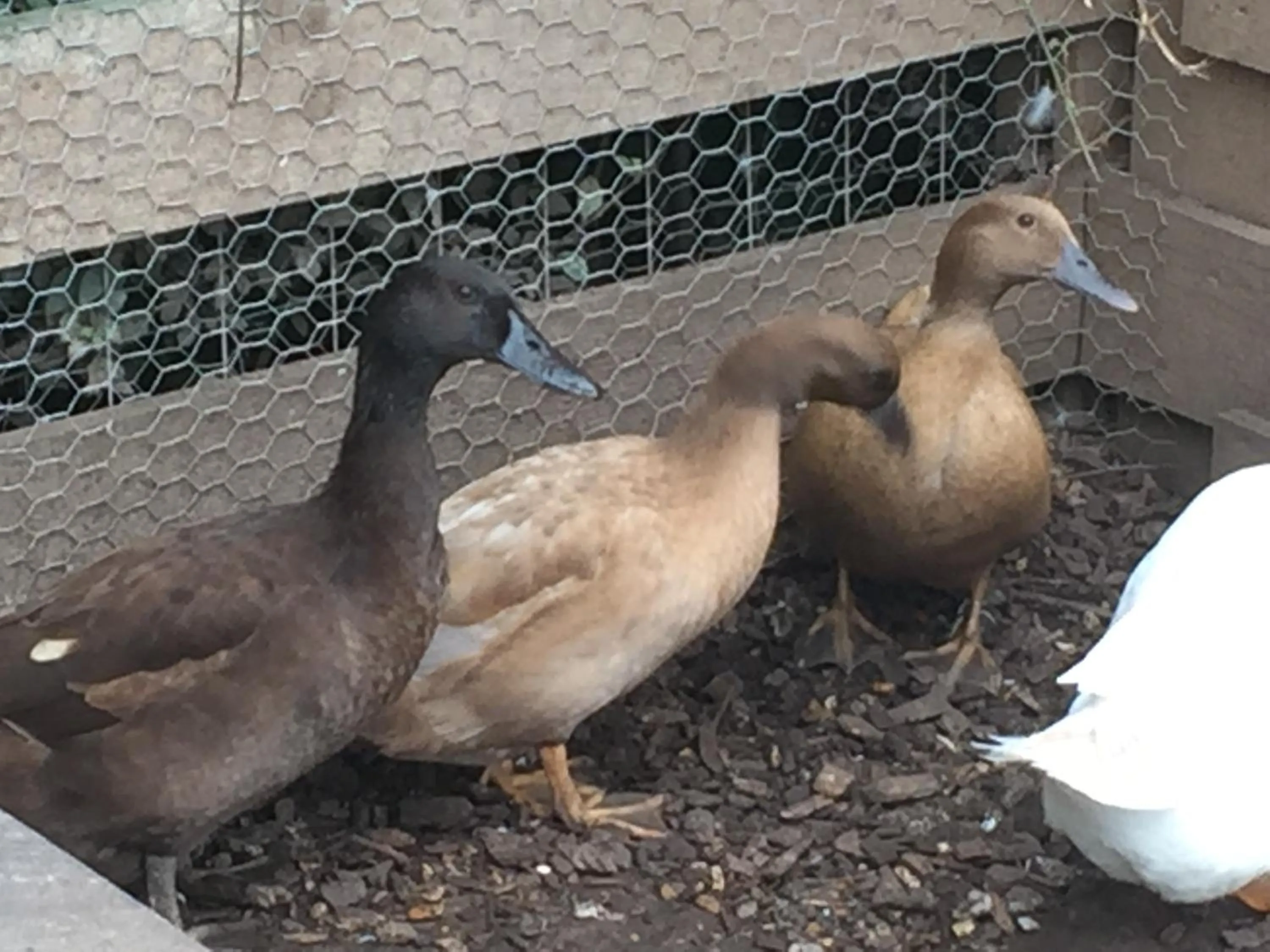 Animals in Willow Court Farm Studio East & Petting Farm, 8 mins to Legoland & Windsor, 15 mins to Lapland UK