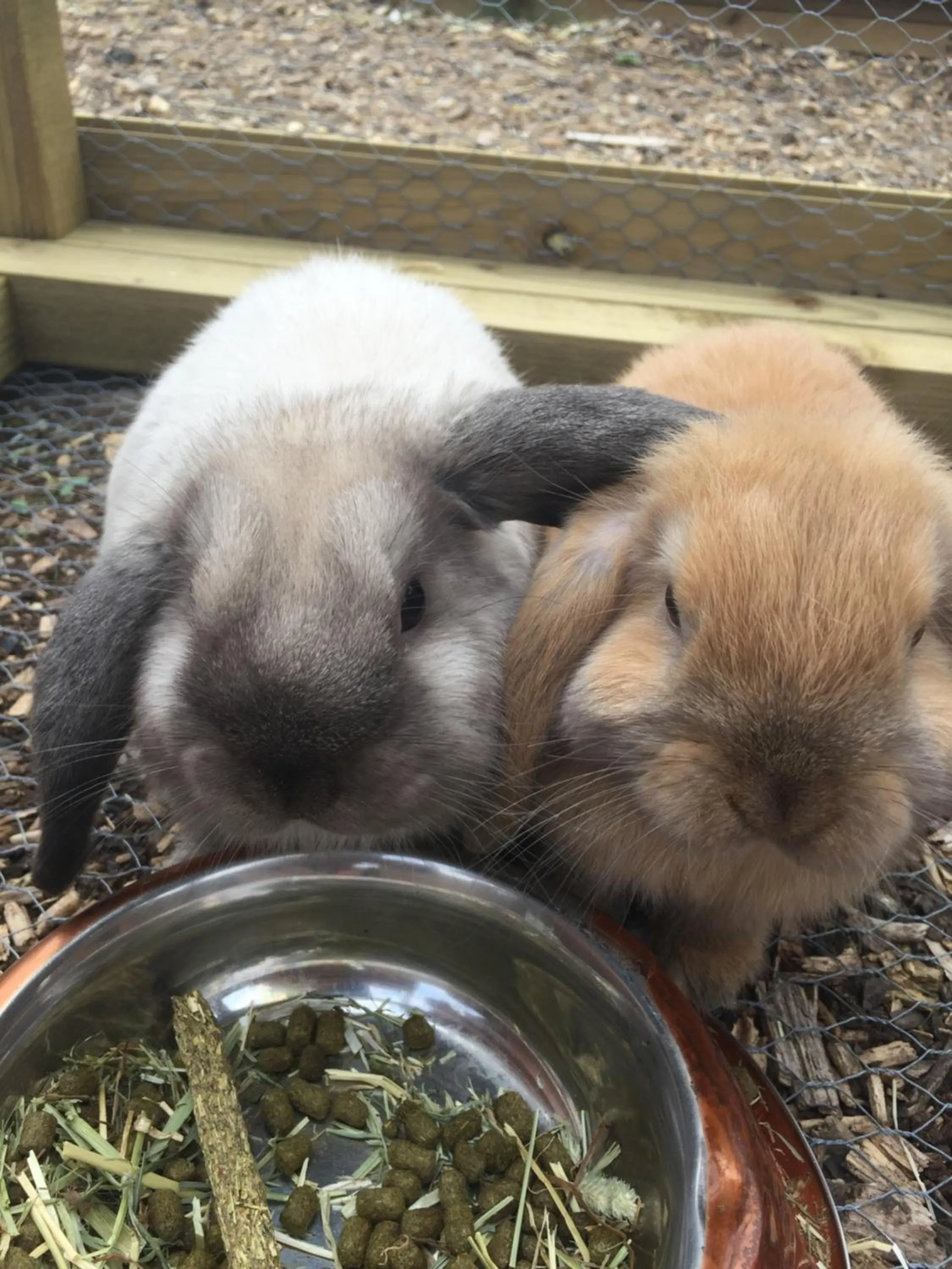 Animals in Willow Court Farm Studio East & Petting Farm, 8 mins to Legoland & Windsor, 15 mins to Lapland UK