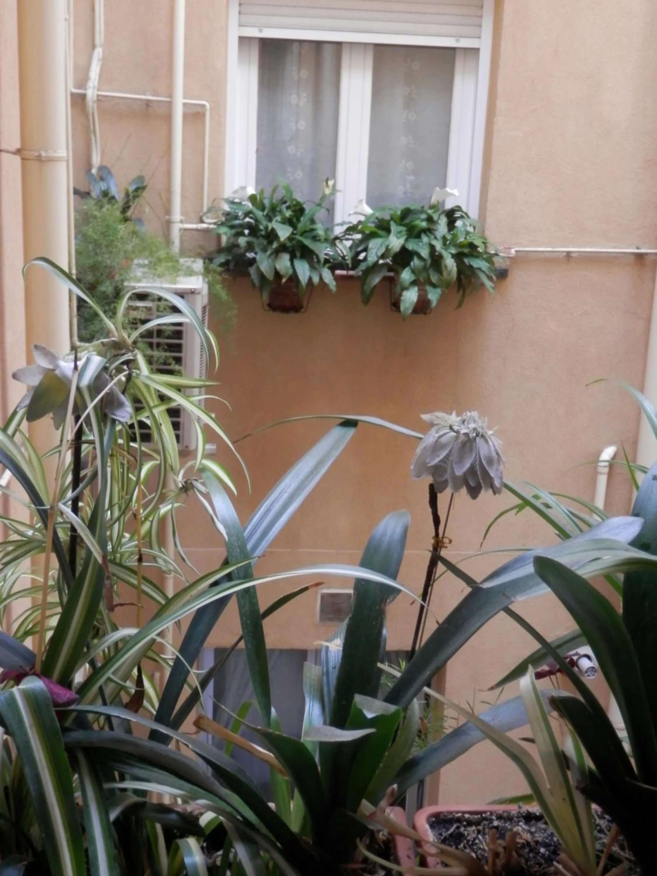 Patio in Hostal del Pez Azul