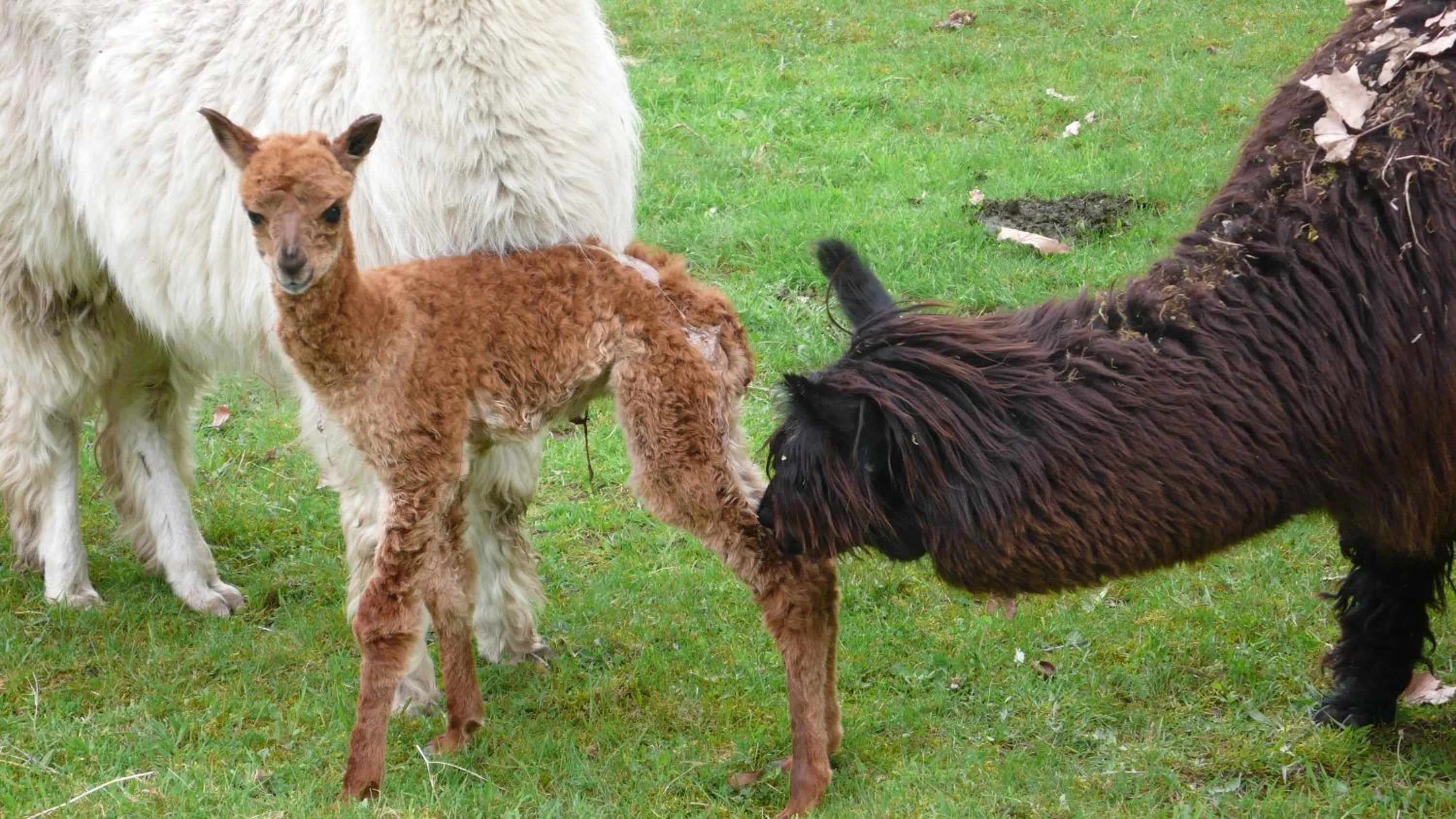 Pets in château Mont Suzey