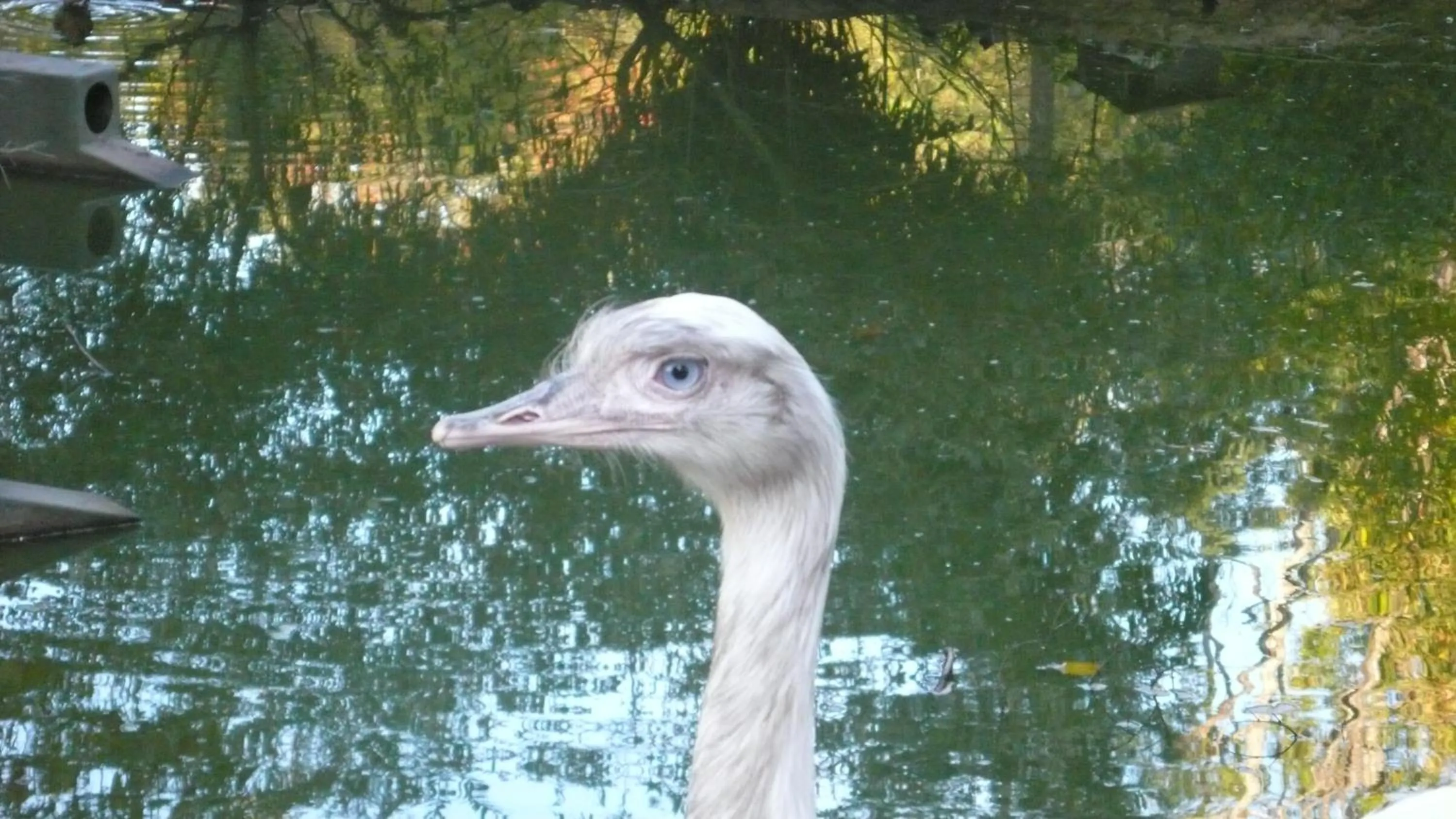Animals in château Mont Suzey