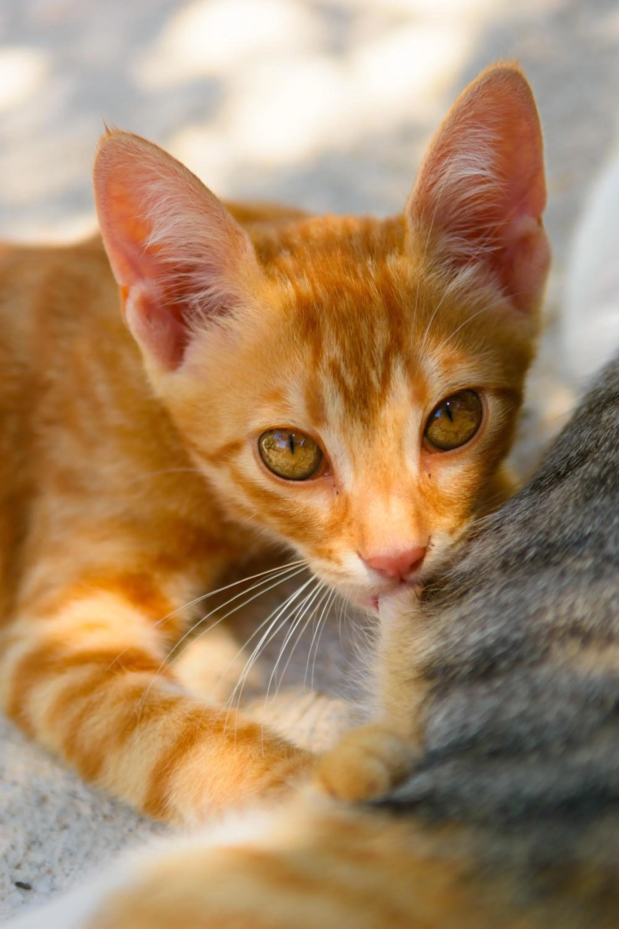 Pets in Villa Olga