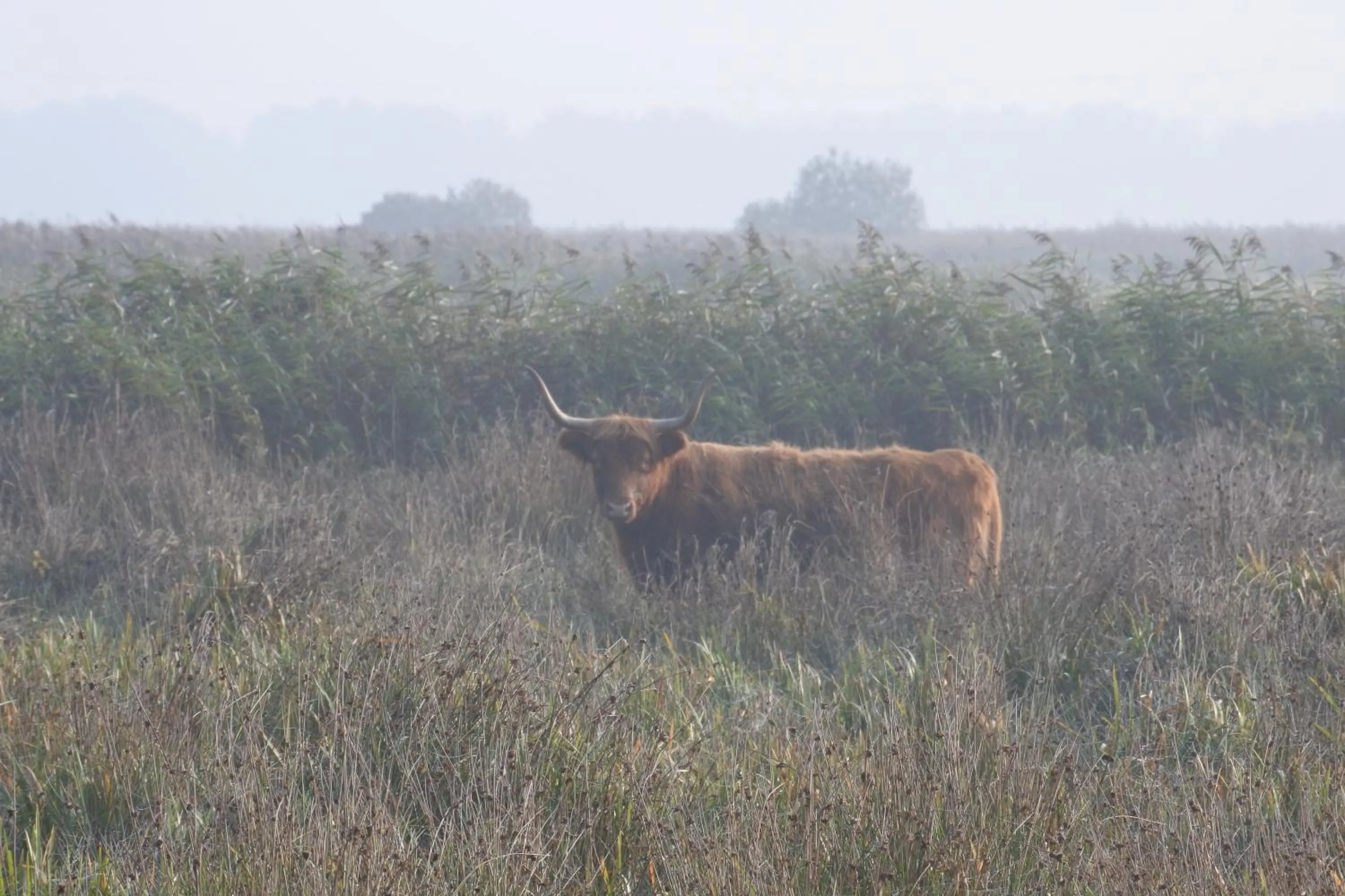 Animals in Bed en Breakfast de Houtwiel