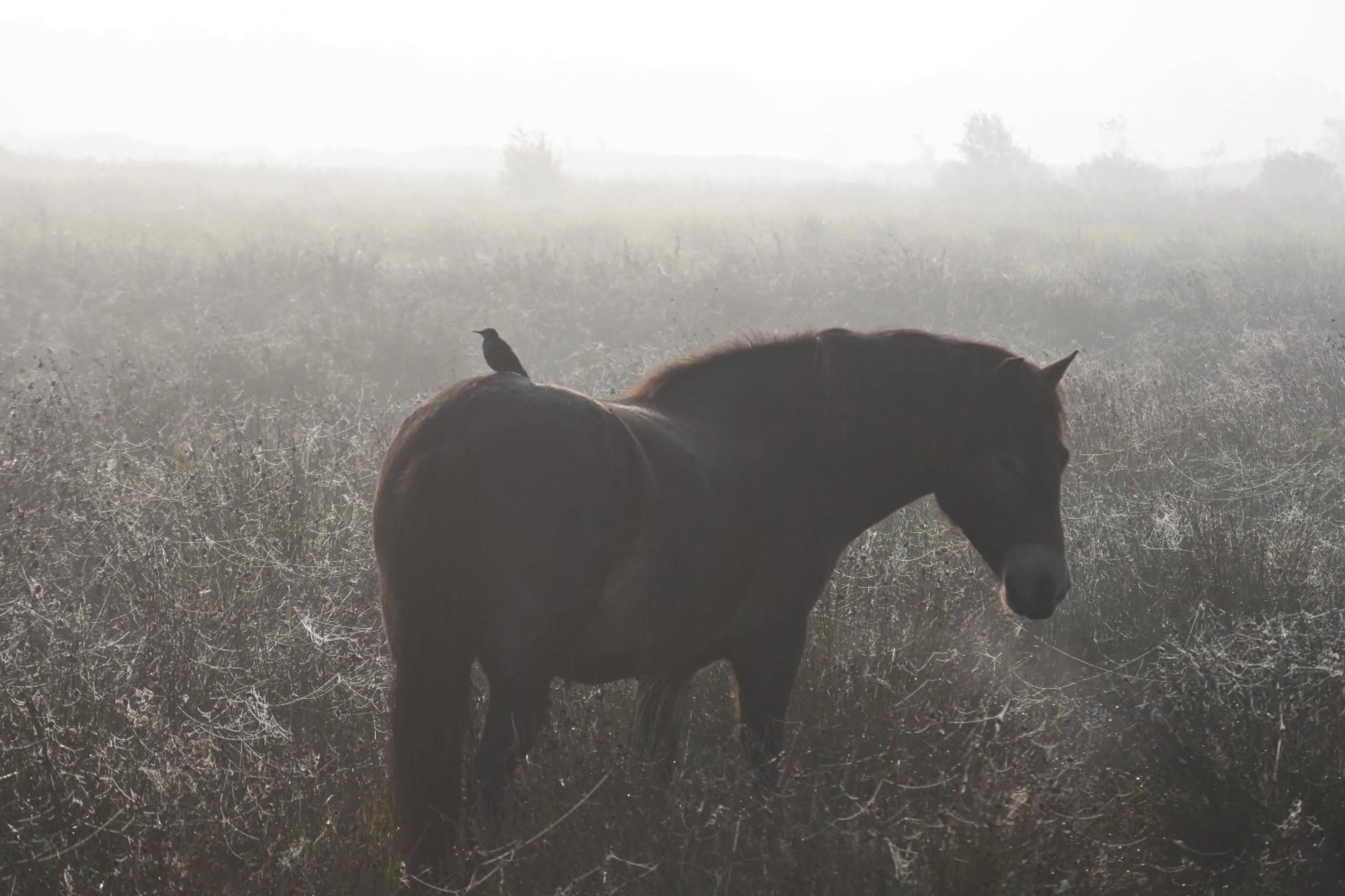 Pets in Bed en Breakfast de Houtwiel