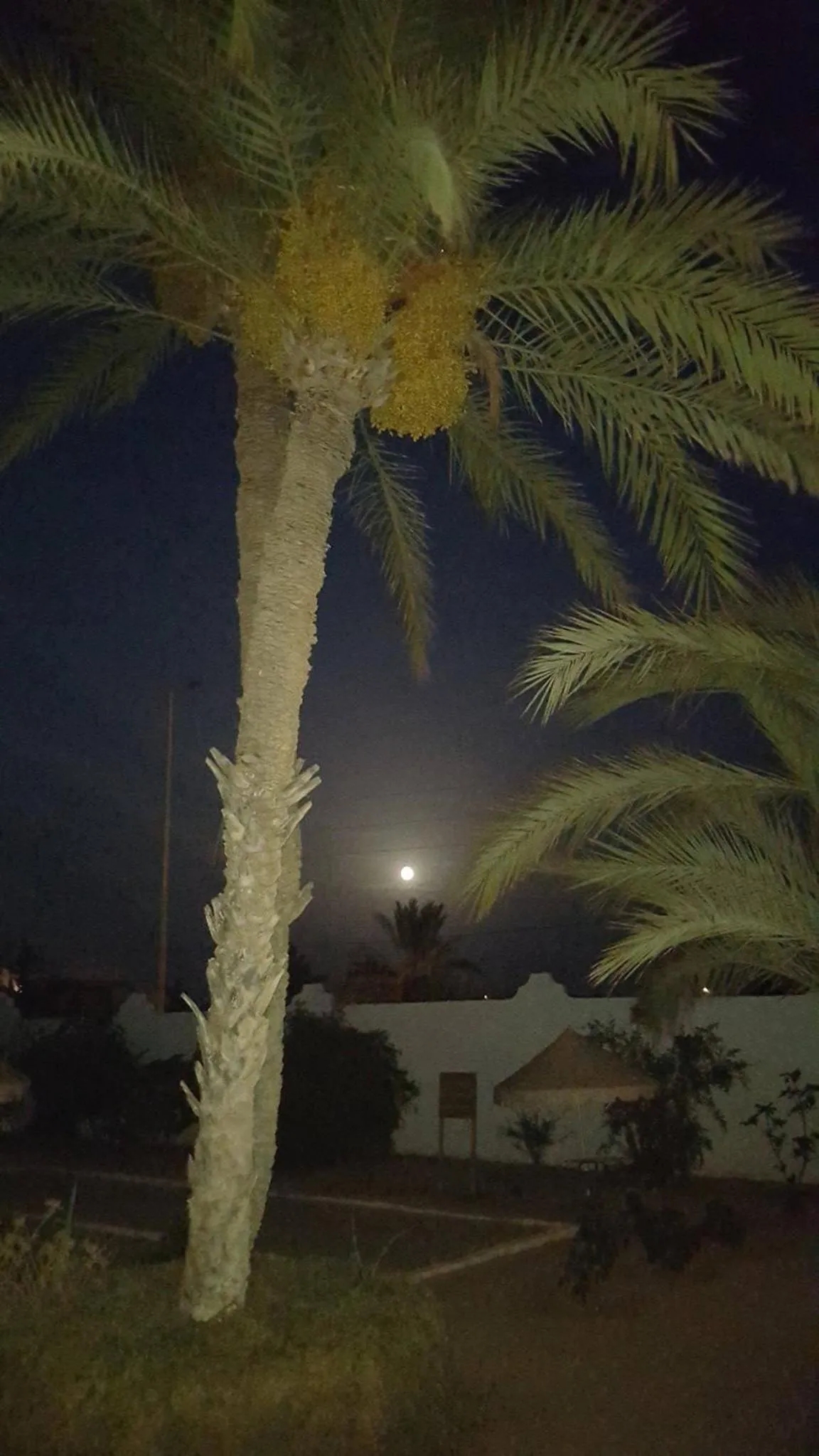 Garden view in Menzel Sonia Caja