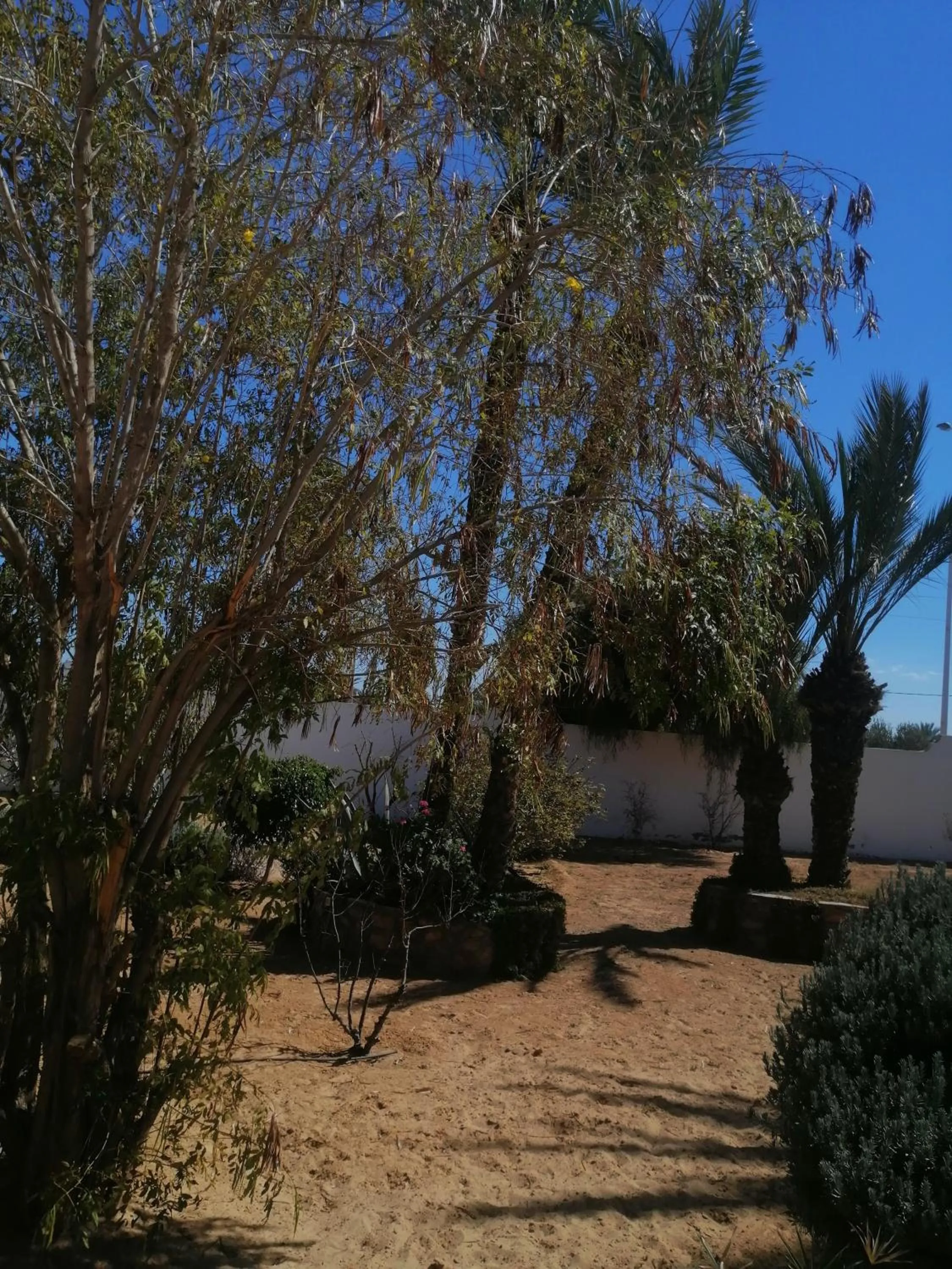 Garden view in Menzel Sonia Caja