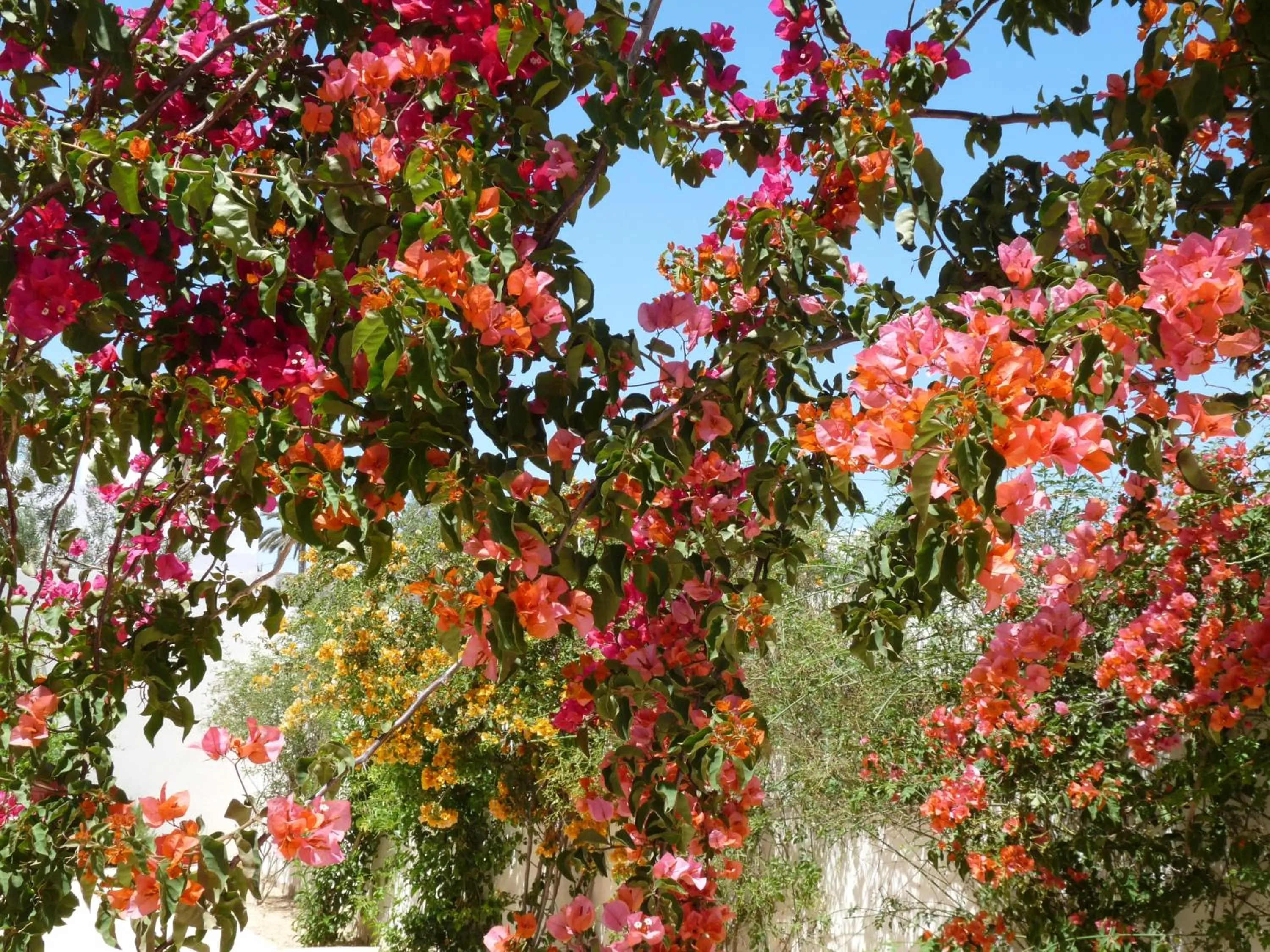 Property building in Menzel Sonia Caja