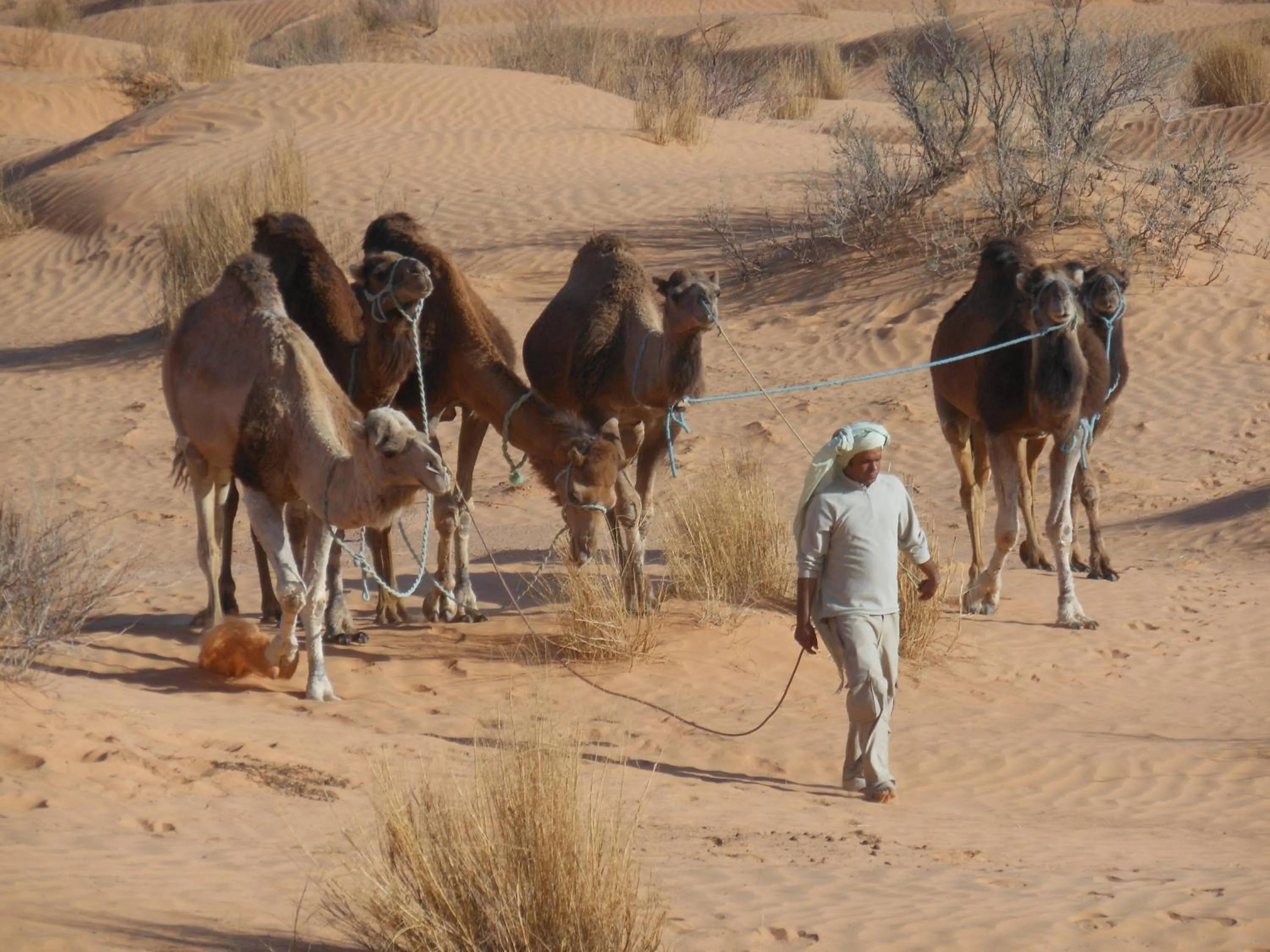 Animals in Menzel Sonia Caja