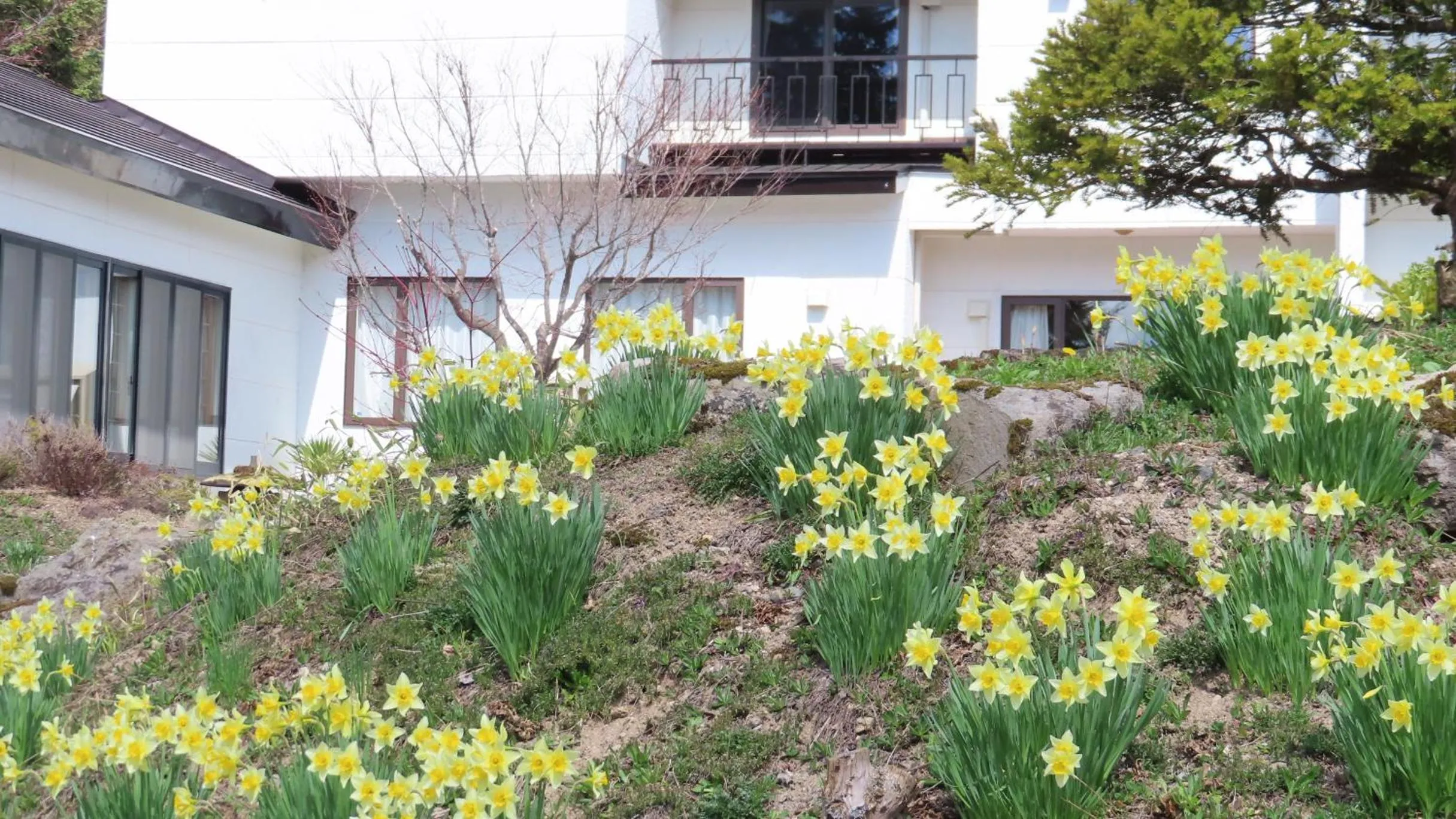 Garden in Coro Coro