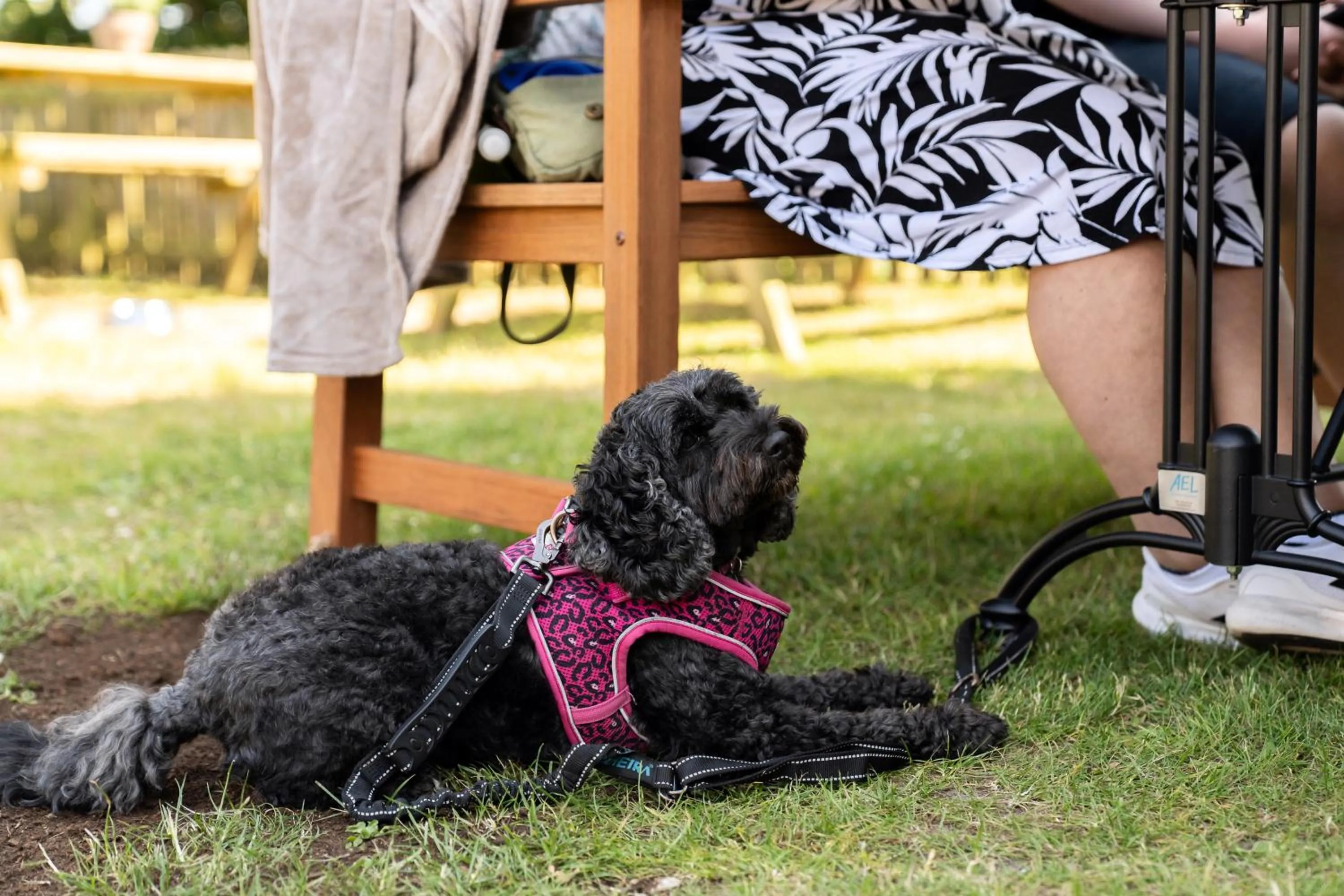 Pets in The Hampshire Hog