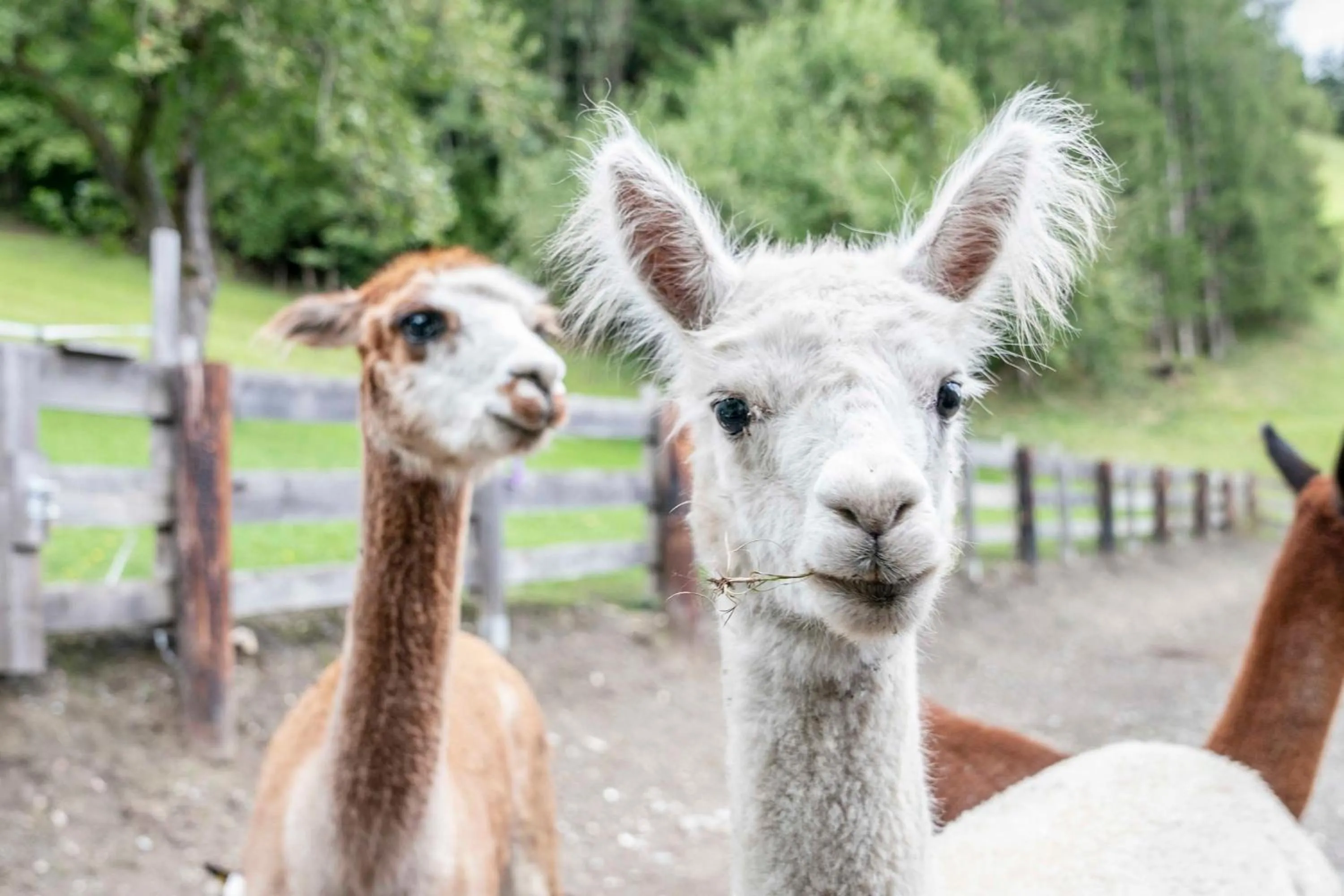 Animals in Ruggenthalerhof