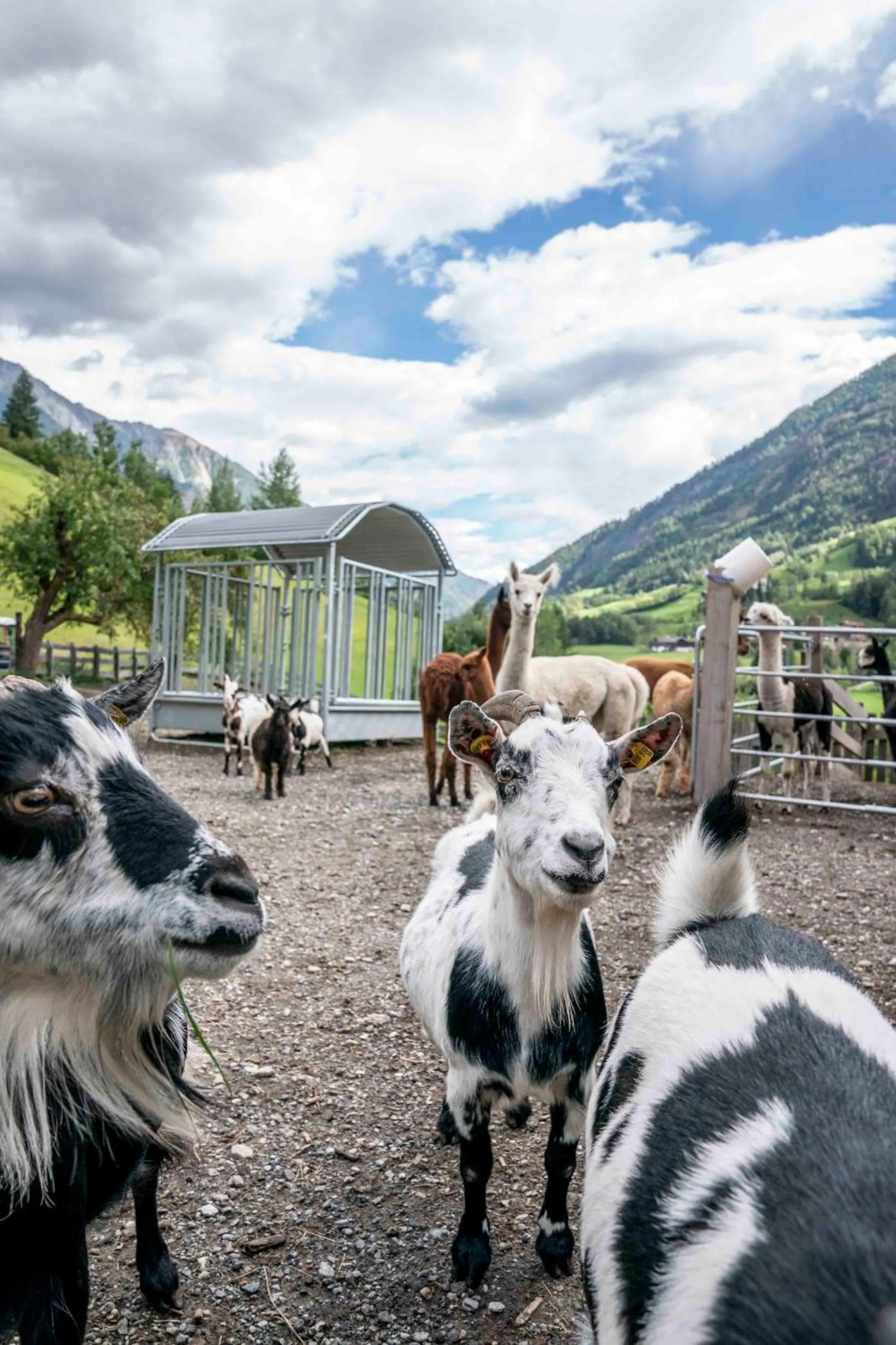 Animals in Ruggenthalerhof