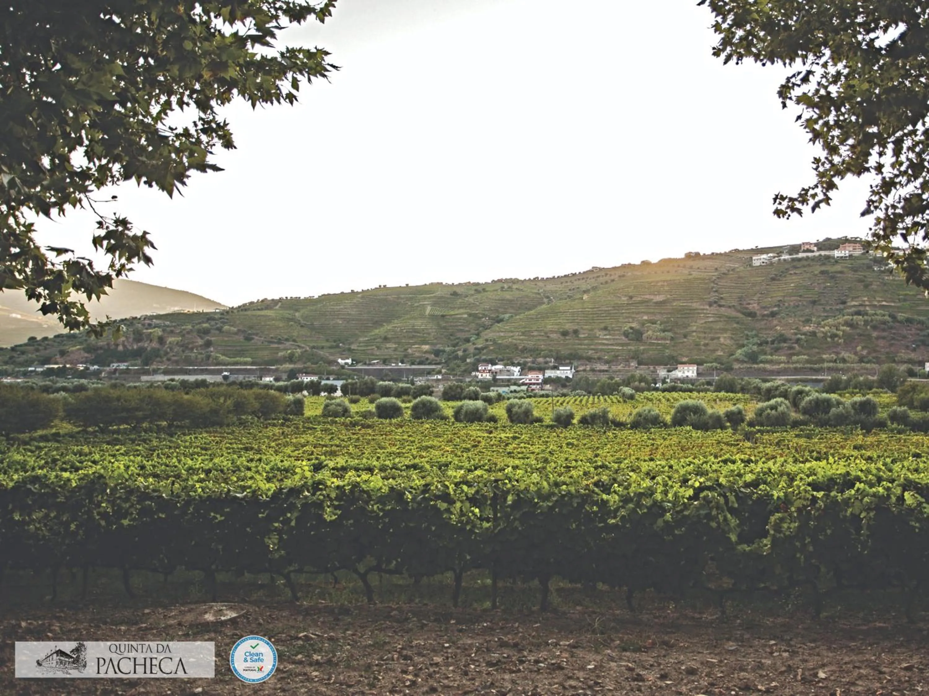 Pacheca The Wine House Hotel e Spa - Quinta da Pacheca