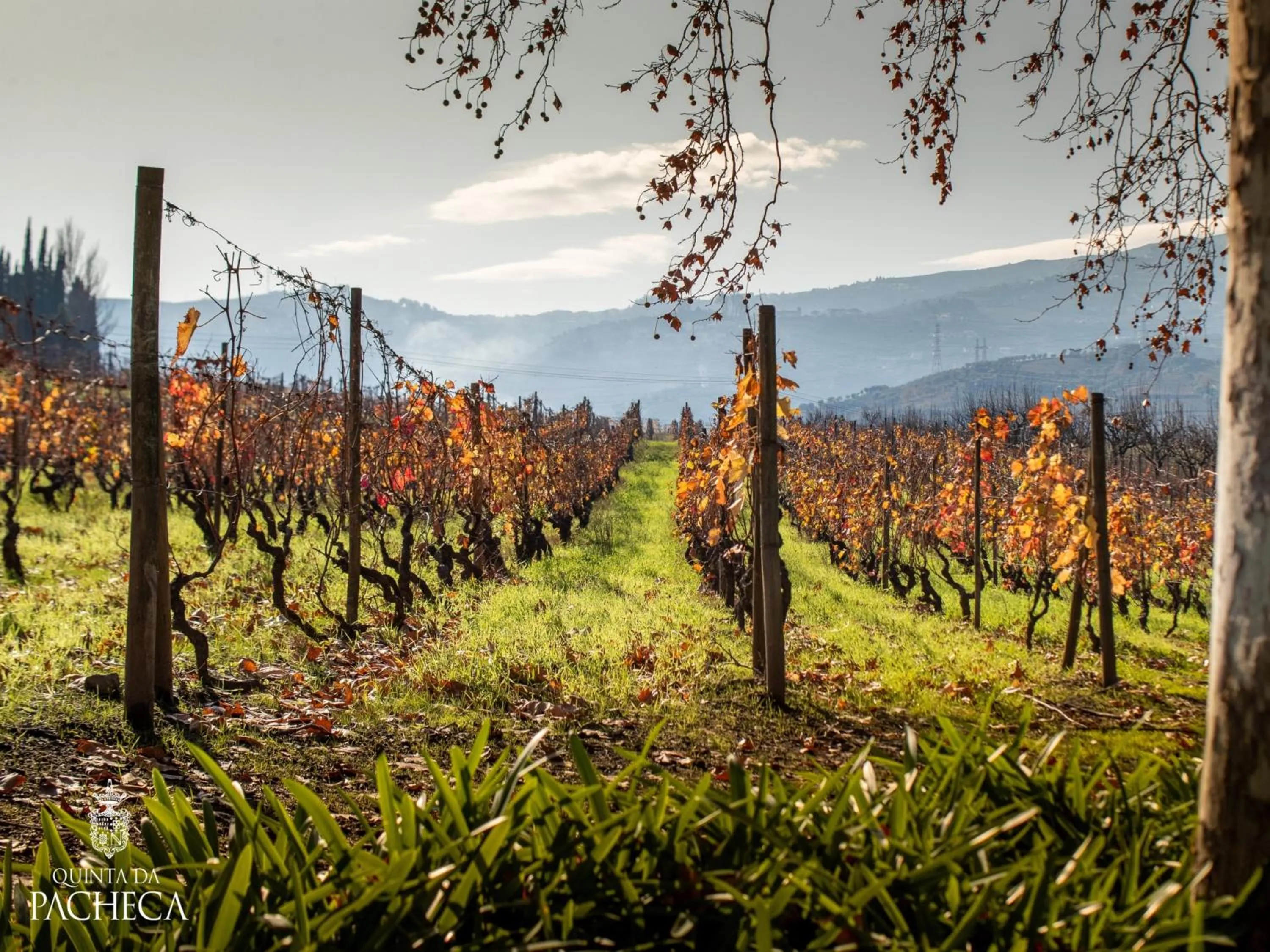 Natural landscape in Pacheca The Wine House Hotel e Spa - Quinta da Pacheca