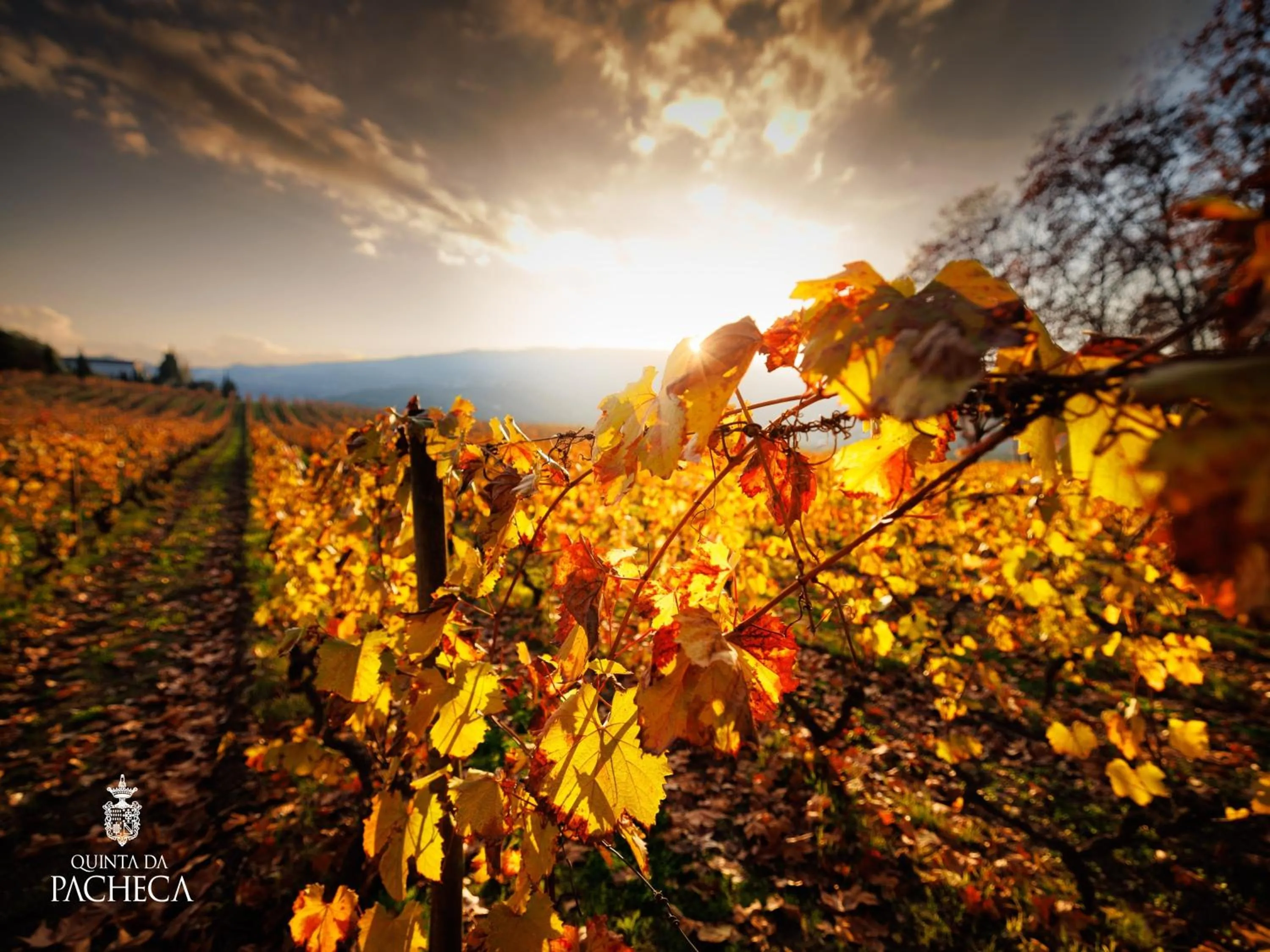 Natural landscape in Pacheca The Wine House Hotel e Spa - Quinta da Pacheca