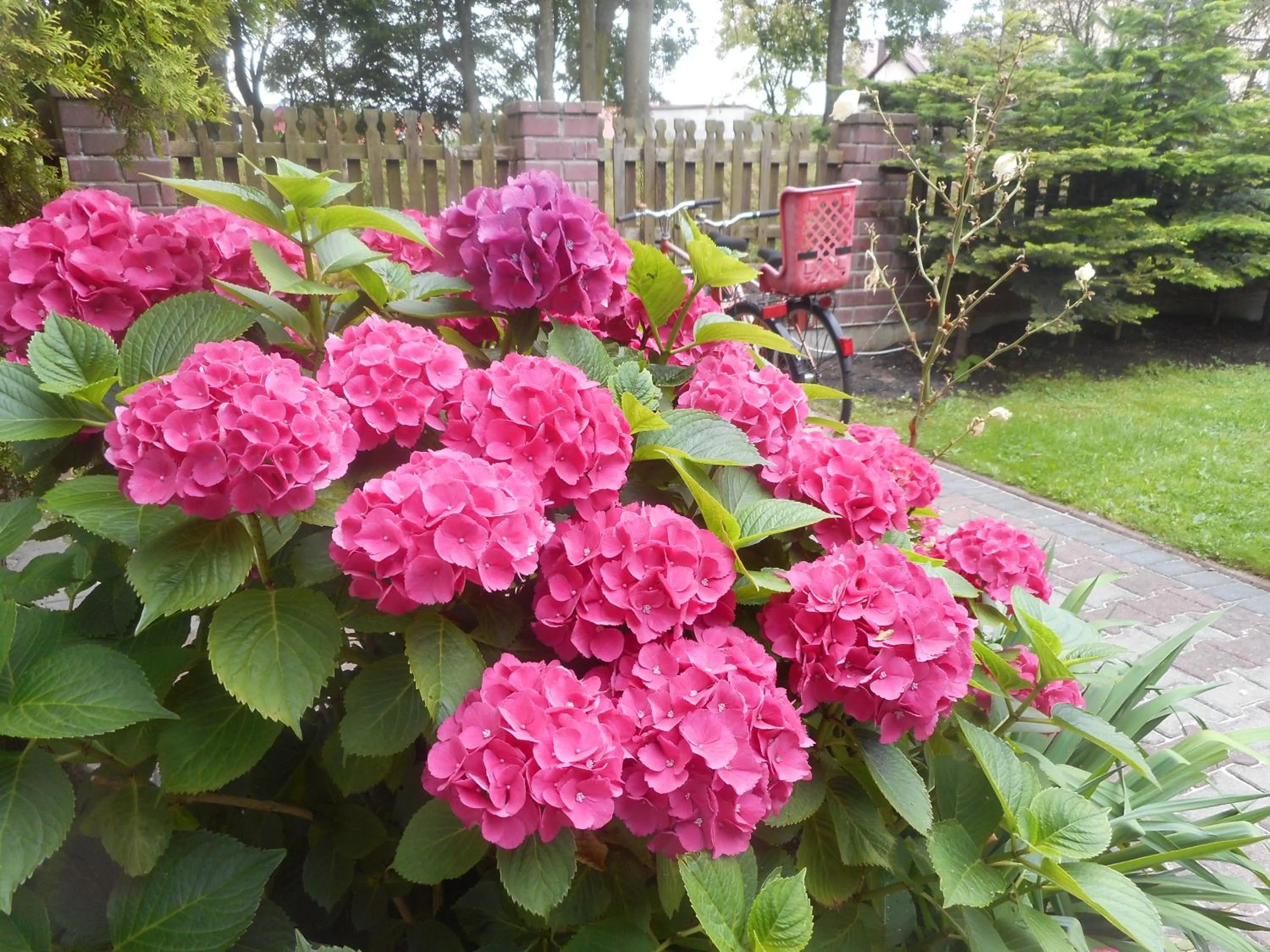 Garden in Villa Karo