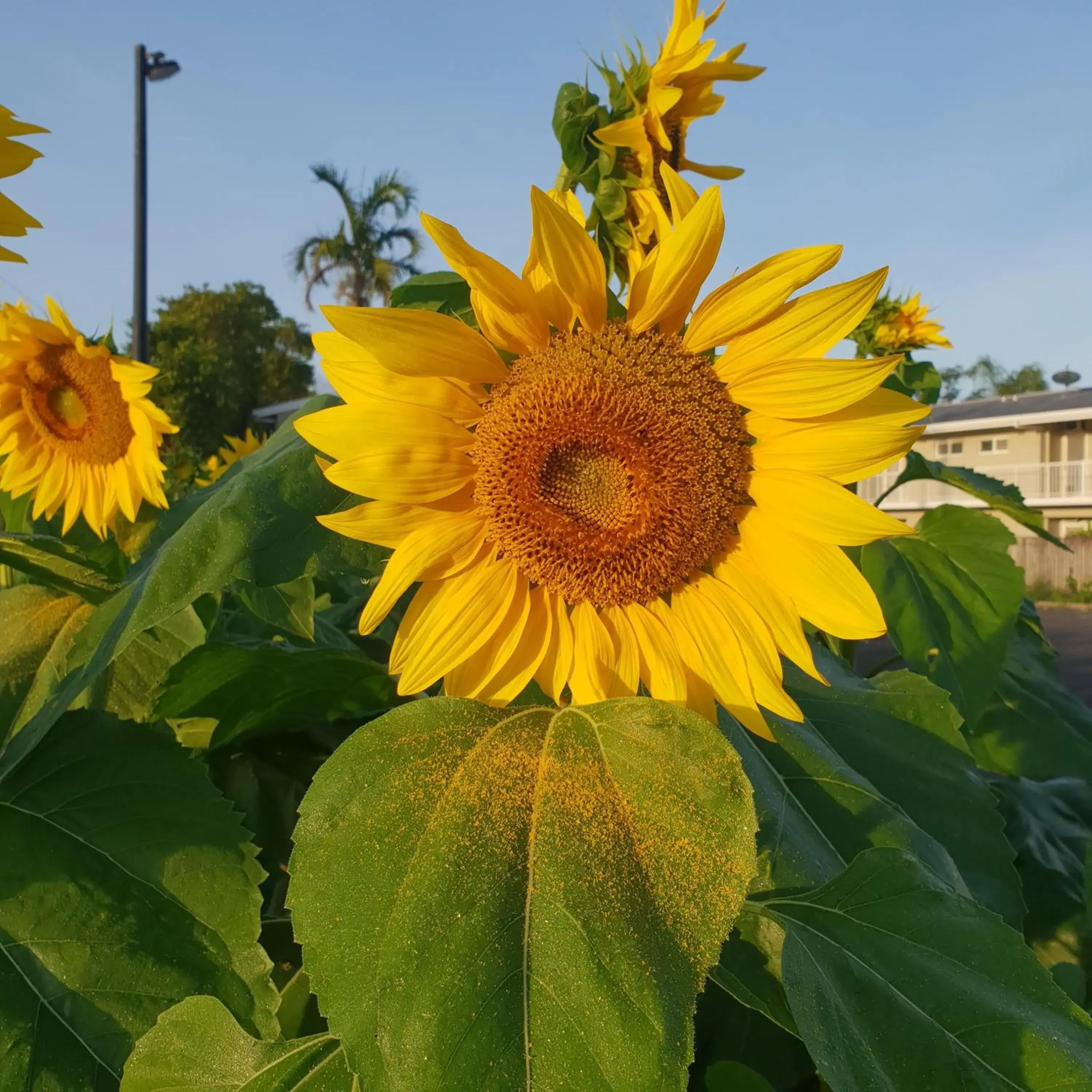 Garden in Palm Royale Cairns Garden in Palm Royale Cairns