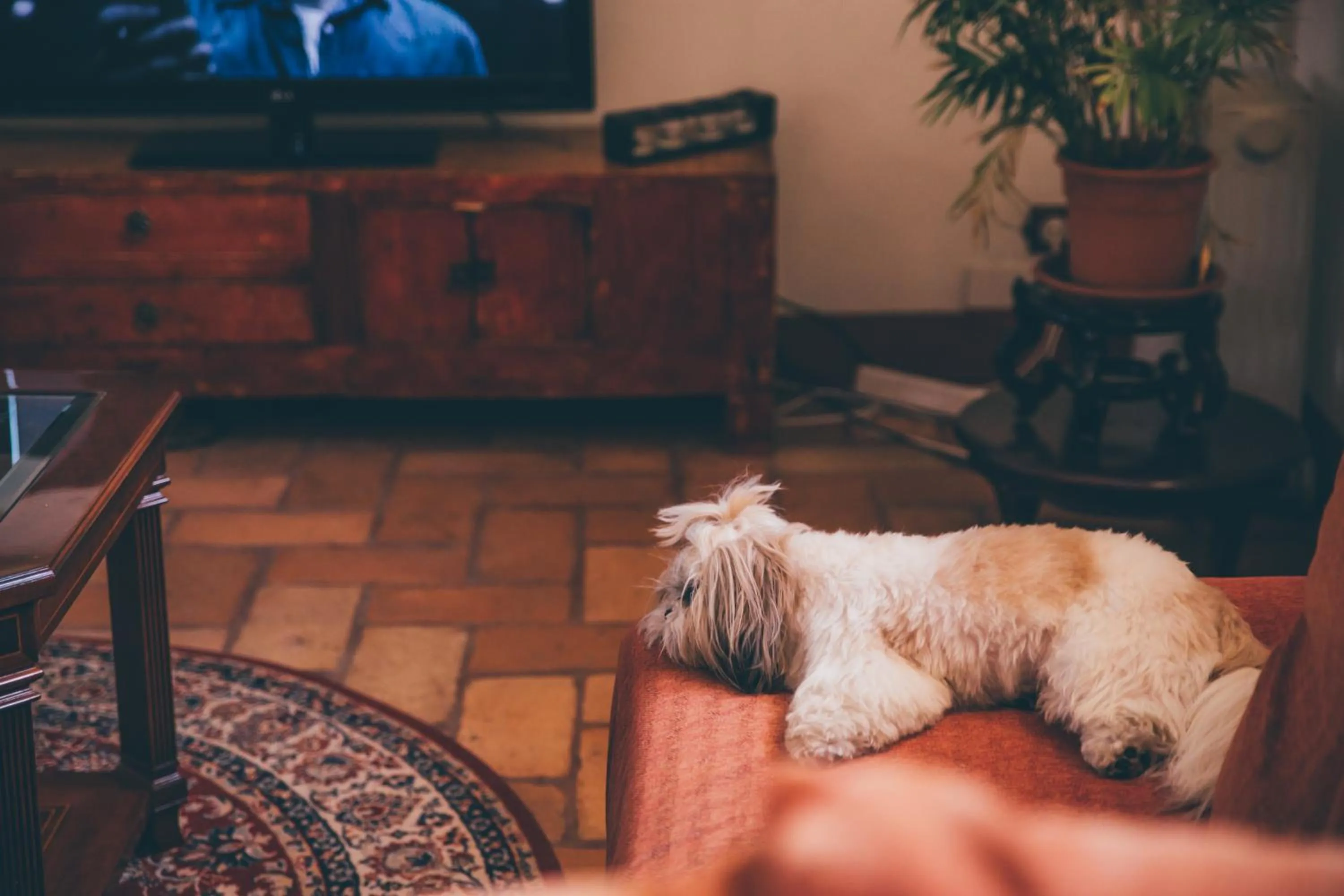 Pets in Molino La Nava