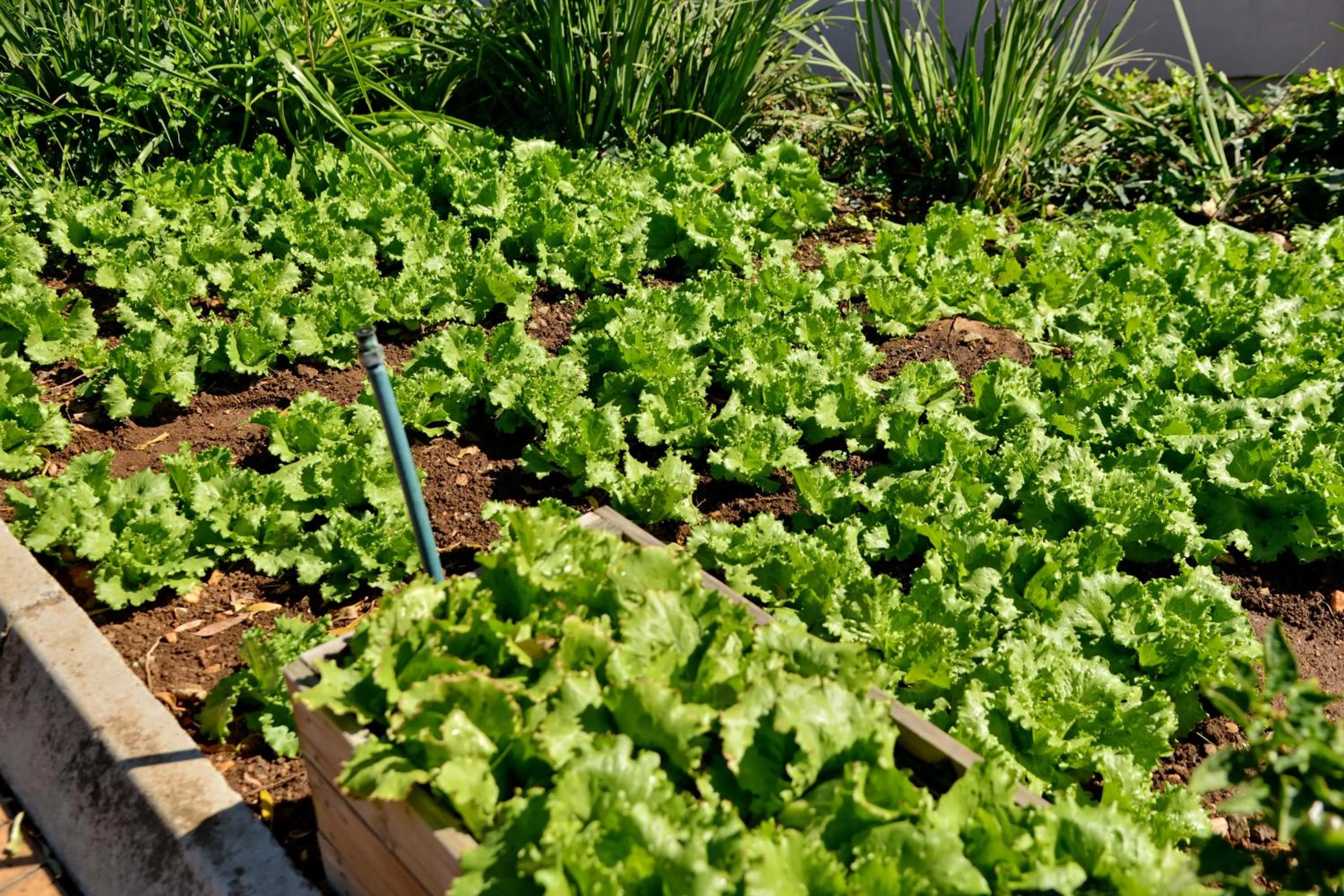 Garden in City Lodge Hotel Johannesburg Airport, Barbara Road