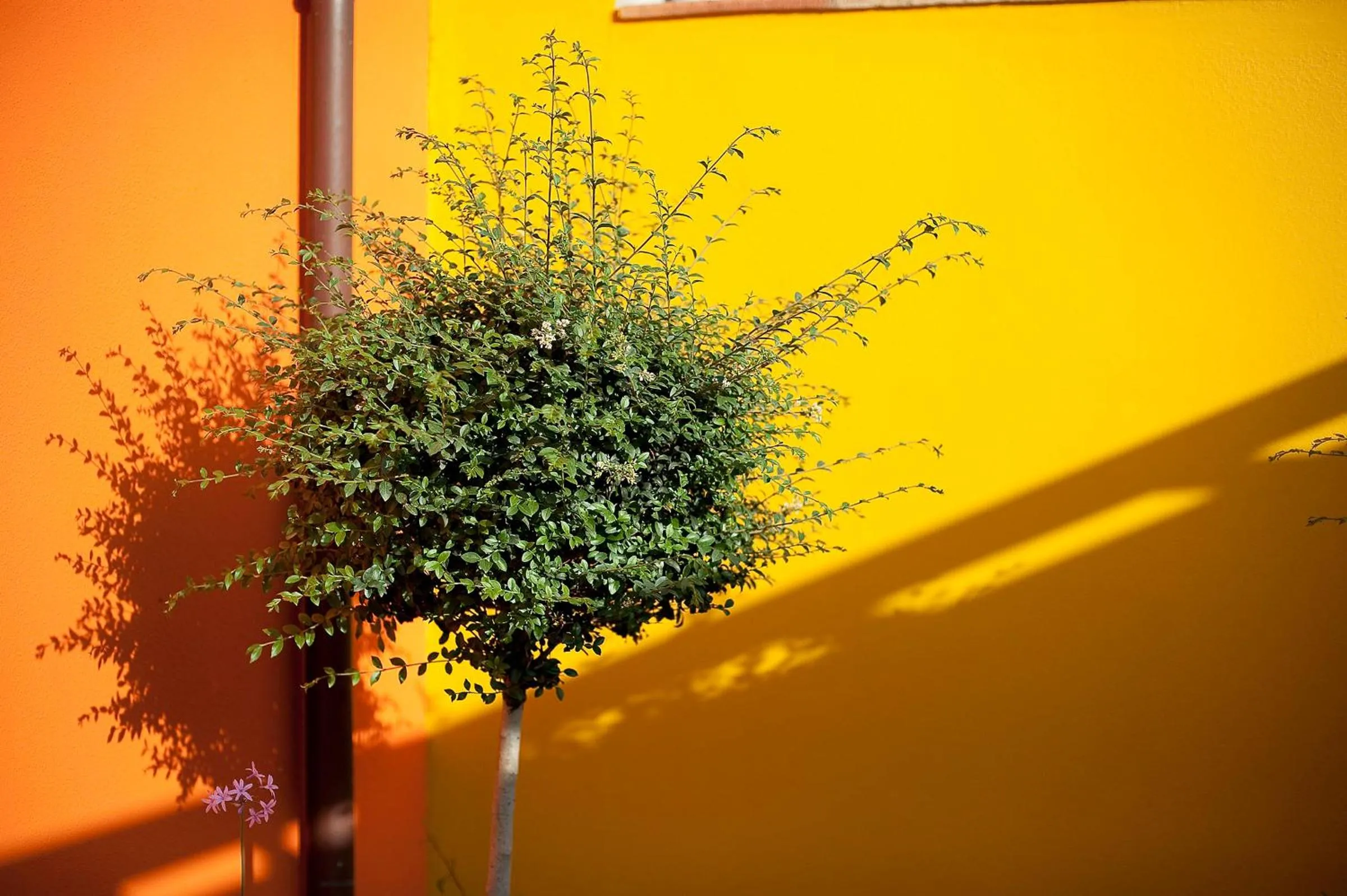 Decorative detail in Marin Hotel