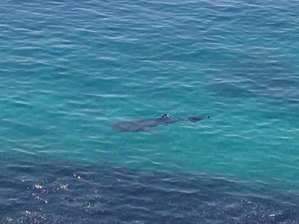 Snorkeling in Jaynet Oceanview Resort
