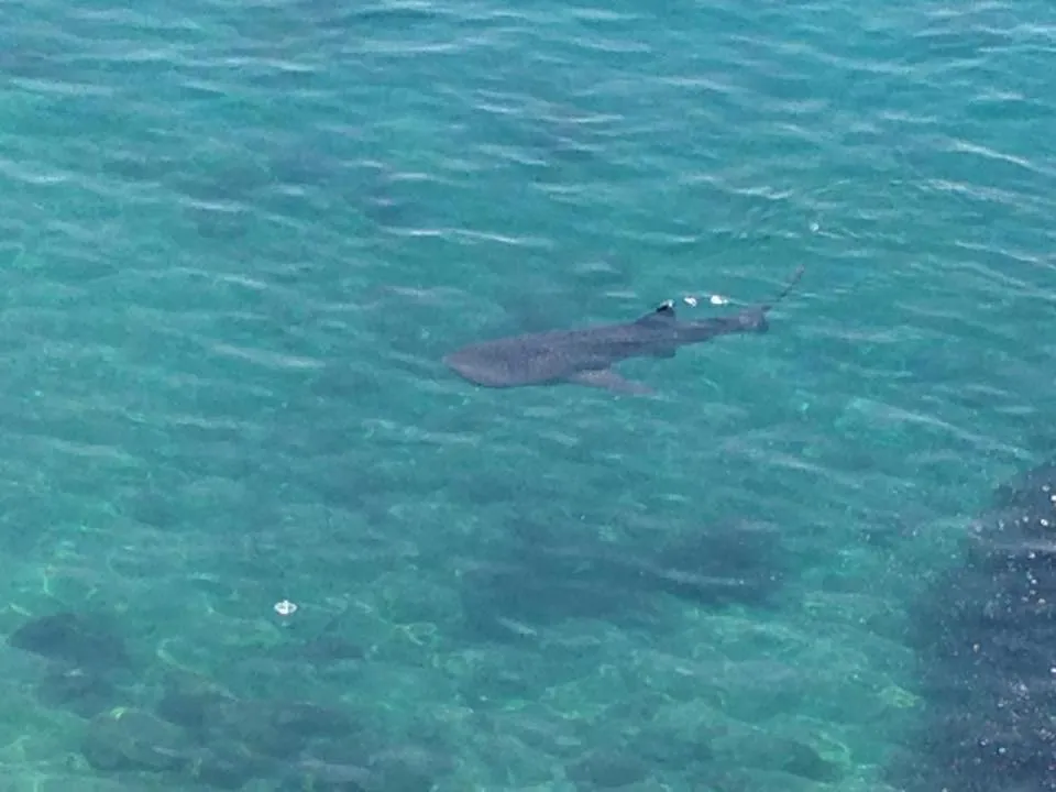 Snorkeling in Jaynet Oceanview Resort