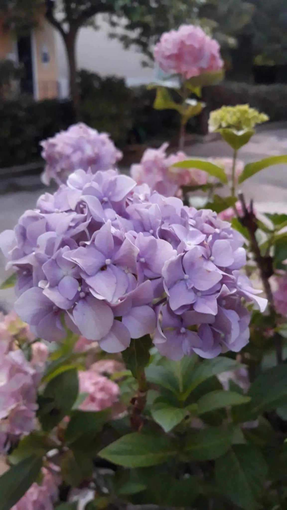 Spring in Hotel Delle Ortensie