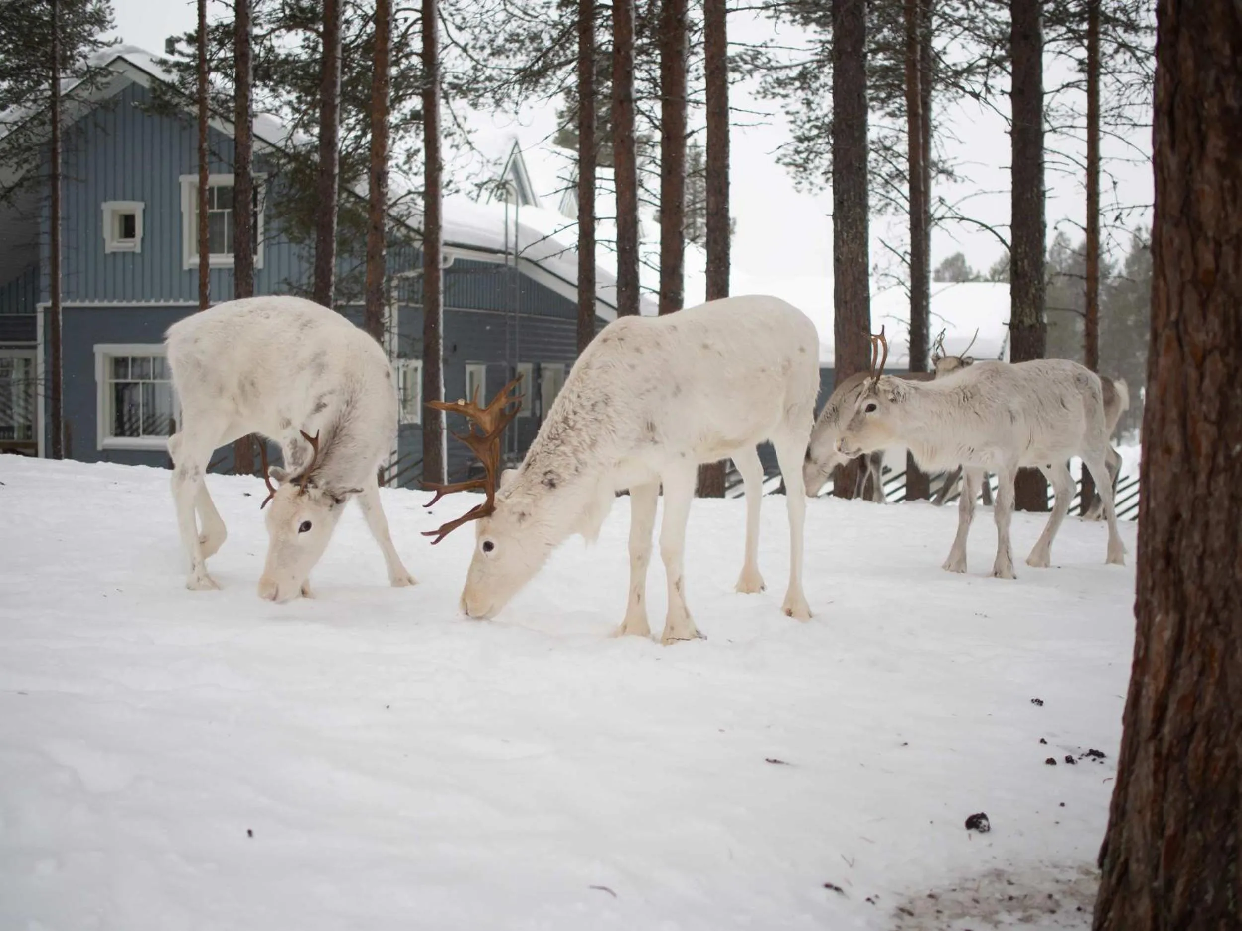 Hotel K5 Levi and K5 Villas