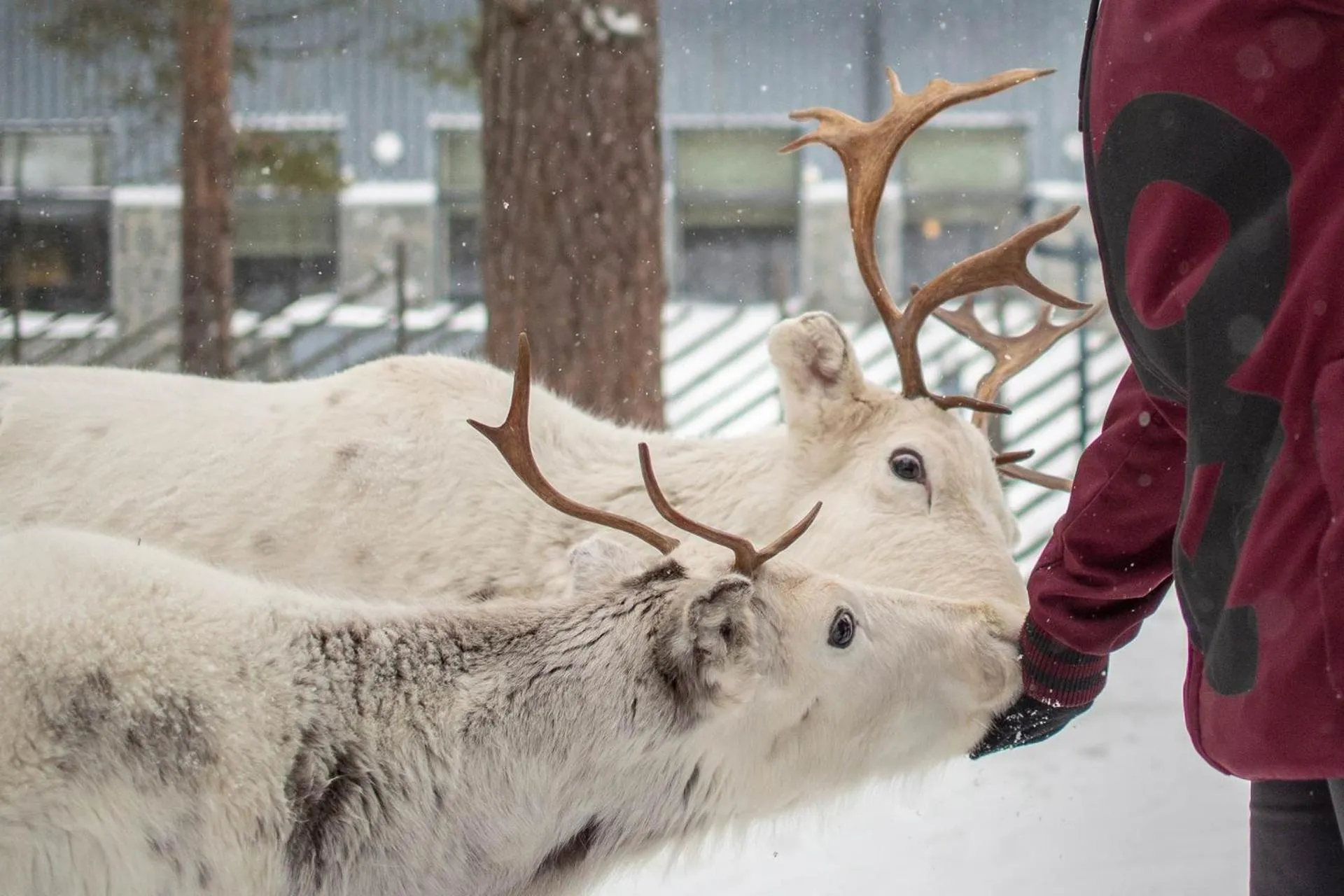 Hotel K5 Levi and K5 Villas