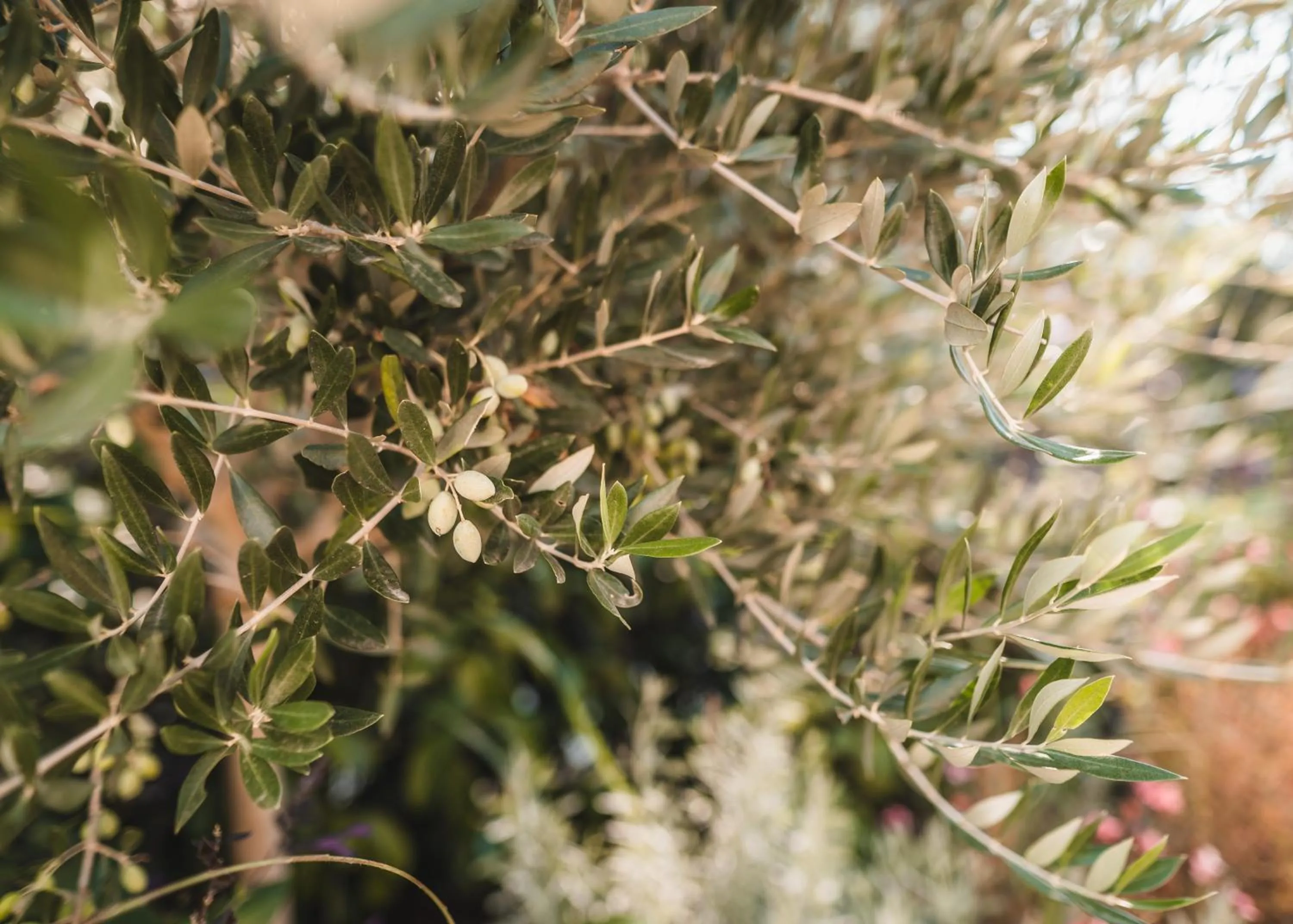 Garden in Dominoes Corfu