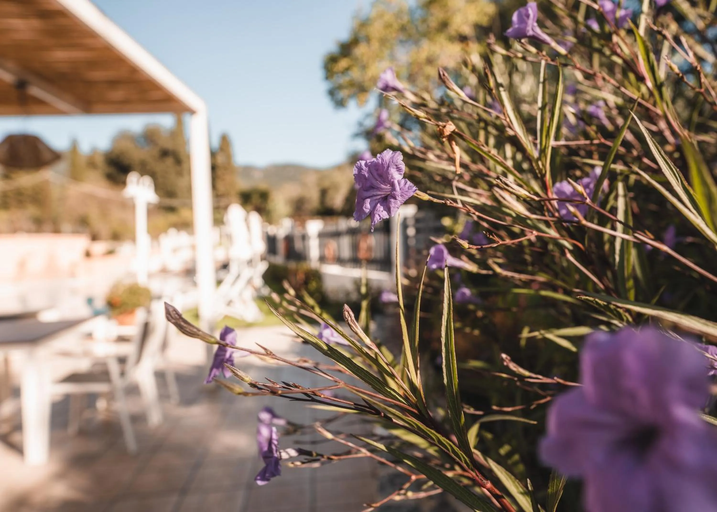 Garden in Dominoes Corfu
