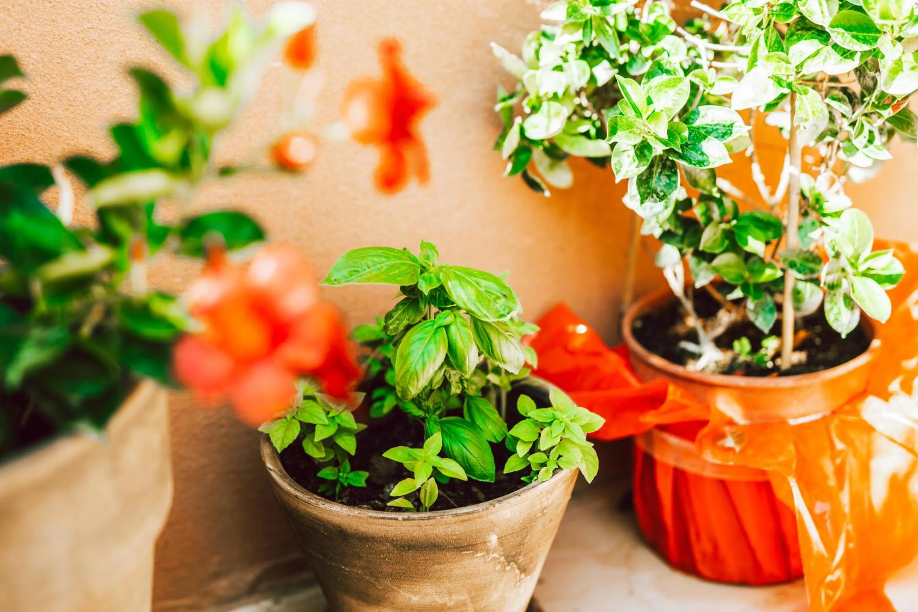 Garden in Dominoes Corfu