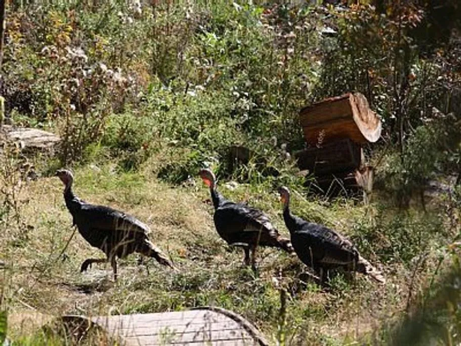 Animals in Cottage On The Stream Sundance, Utah