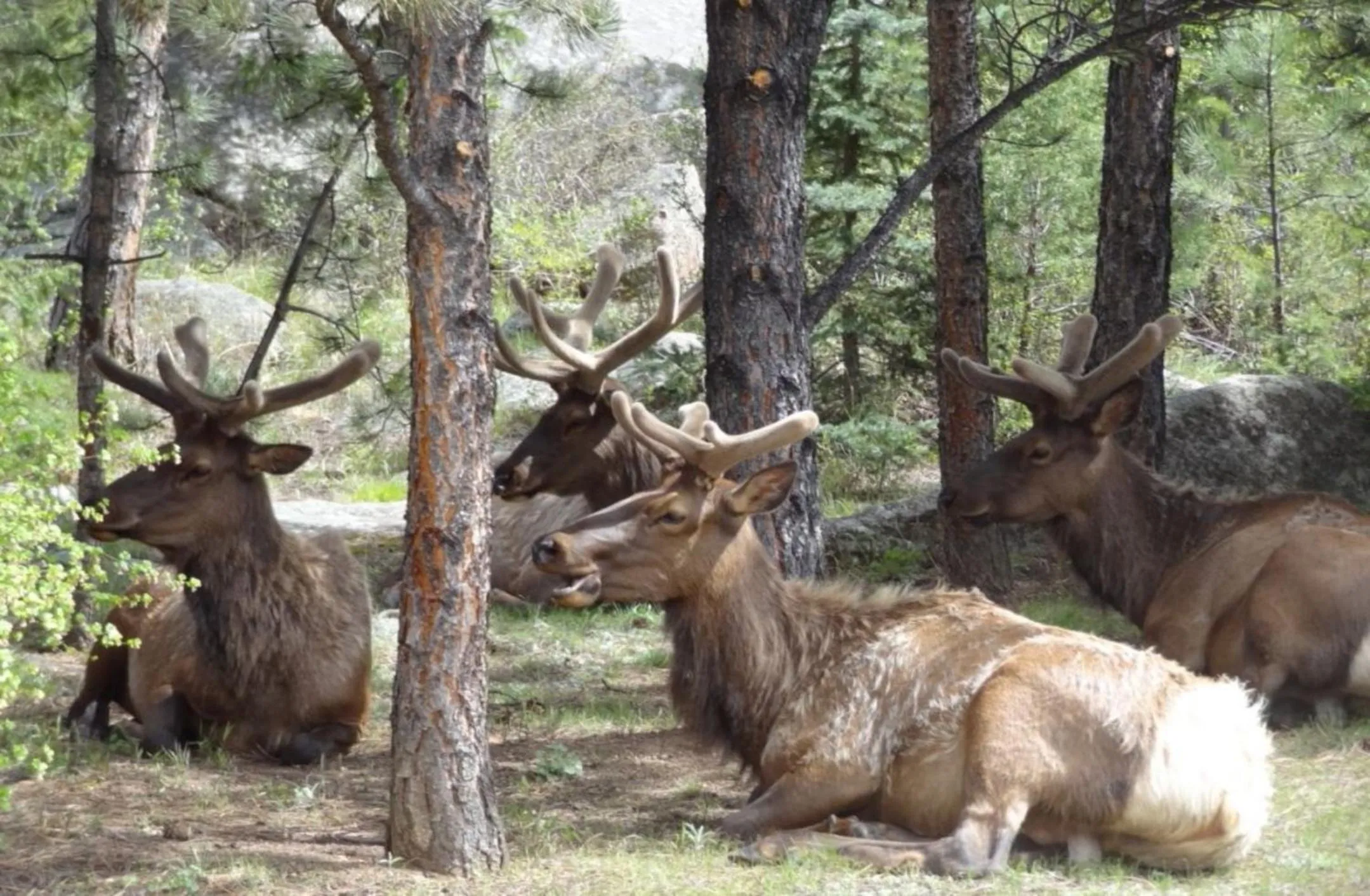 The Inn on Fall River & Fall River Cabins