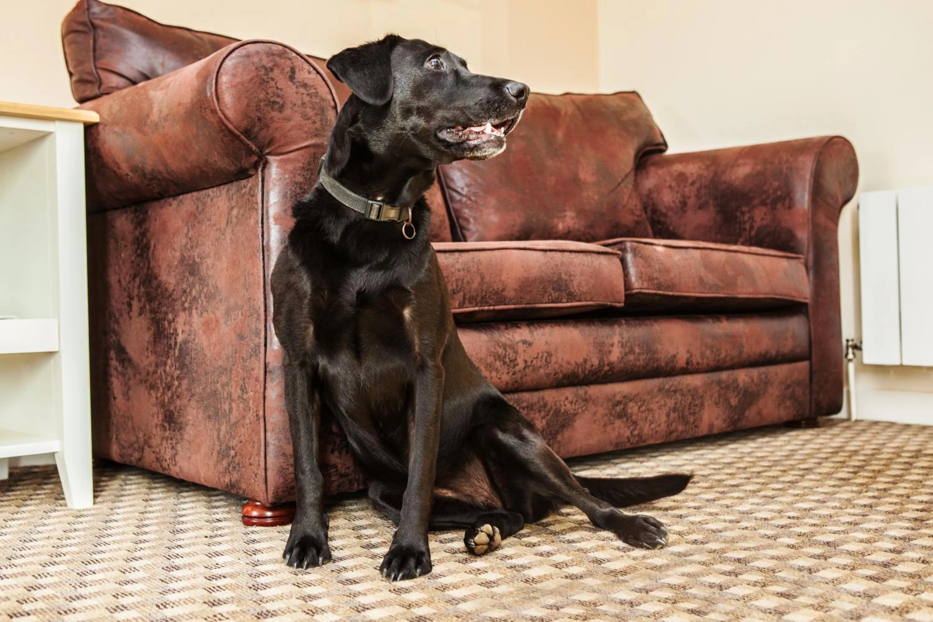 Pets in Heacham Manor Hotel