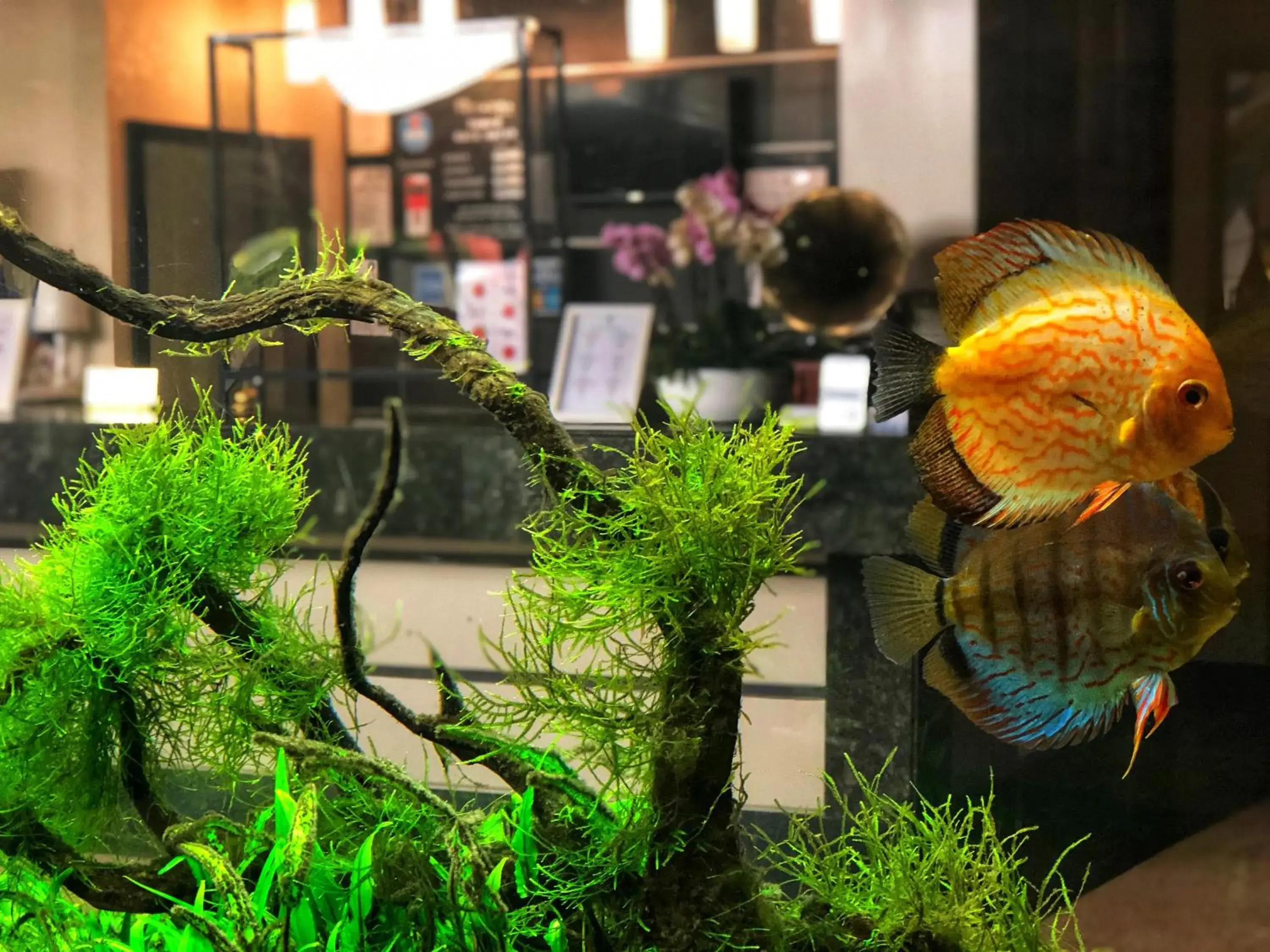 Lobby or reception in Hotel Tecadra Lobby or reception in Hotel Tecadra