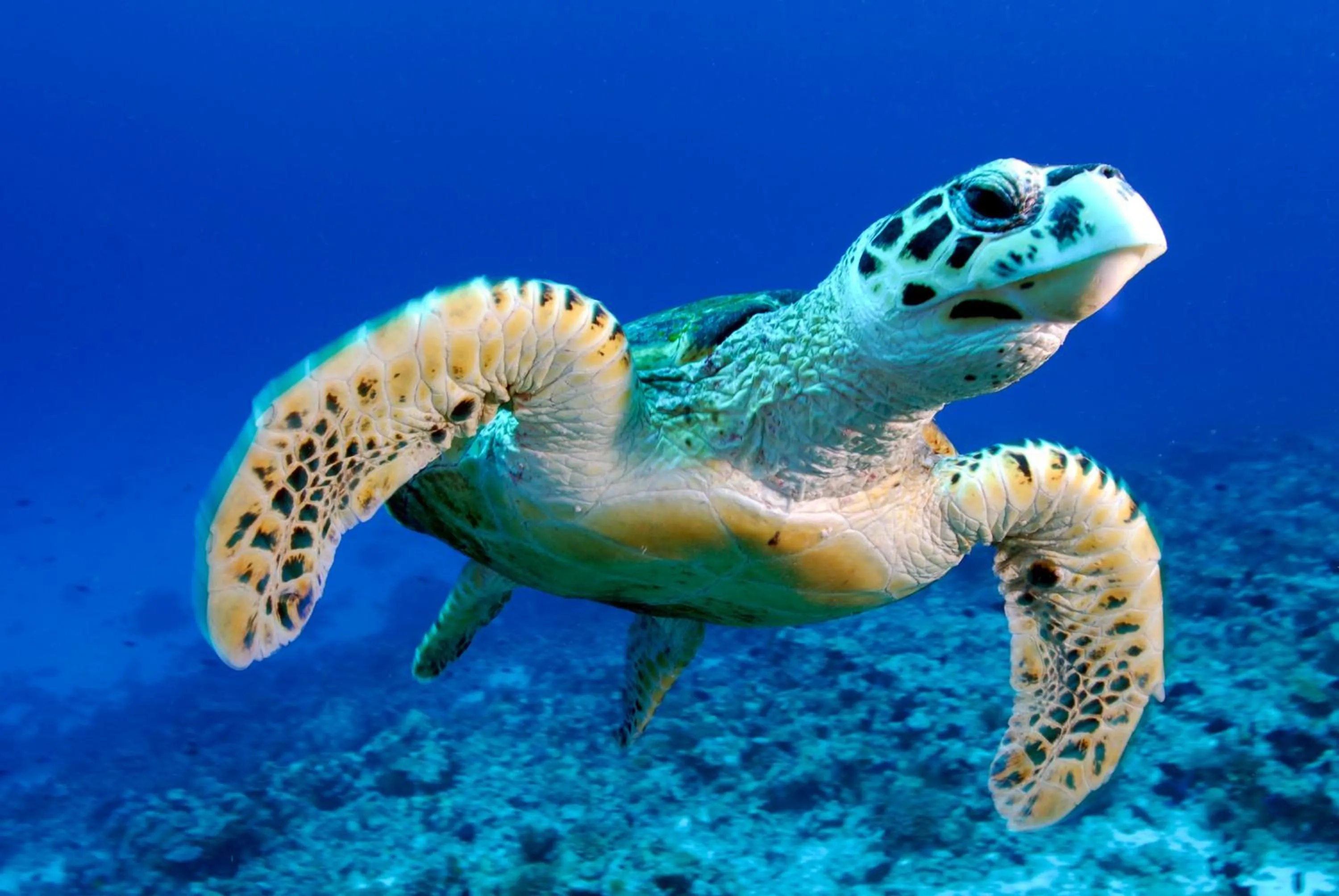 Snorkeling in Season Paradise
