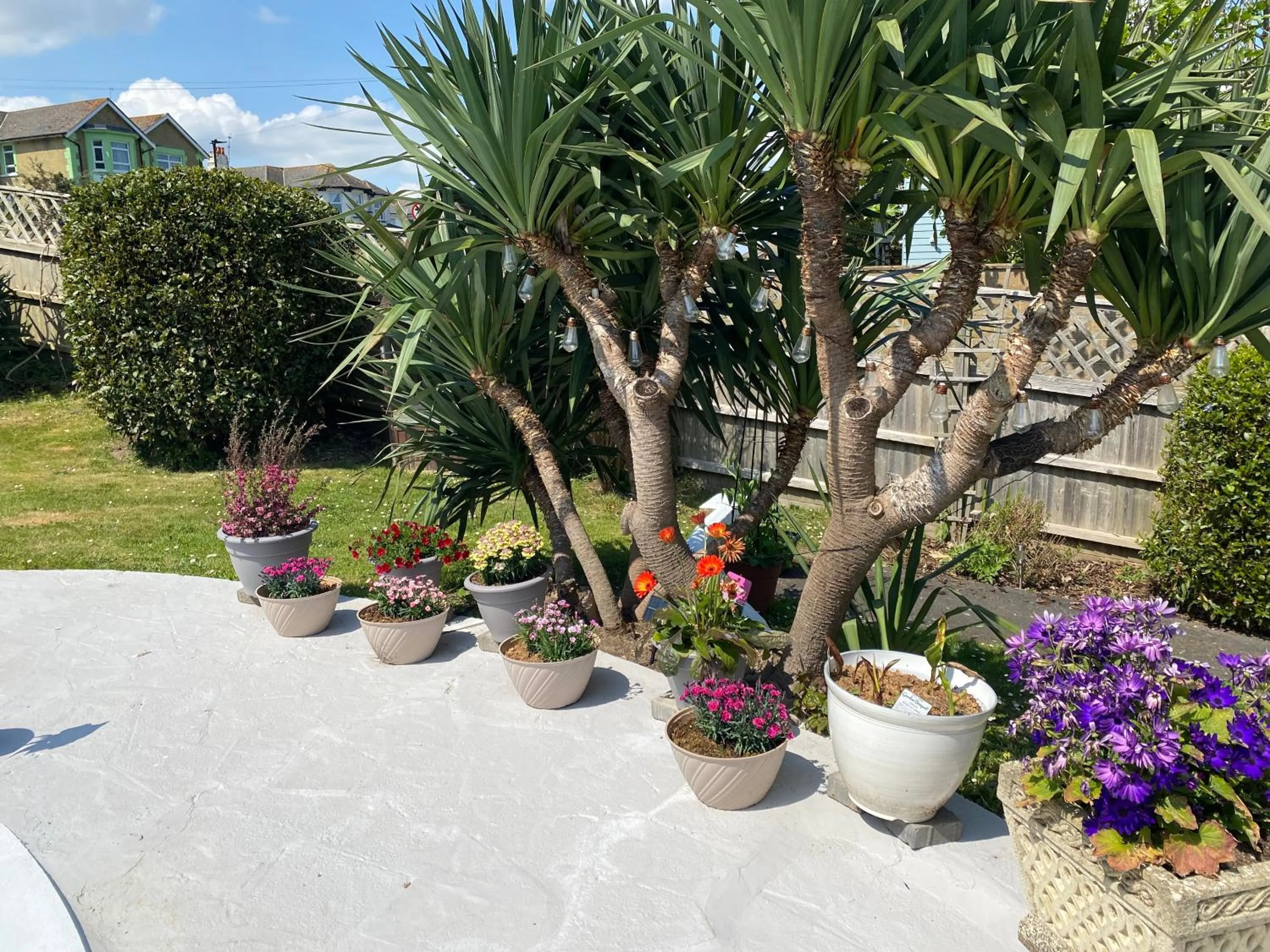 Garden in The Belmont