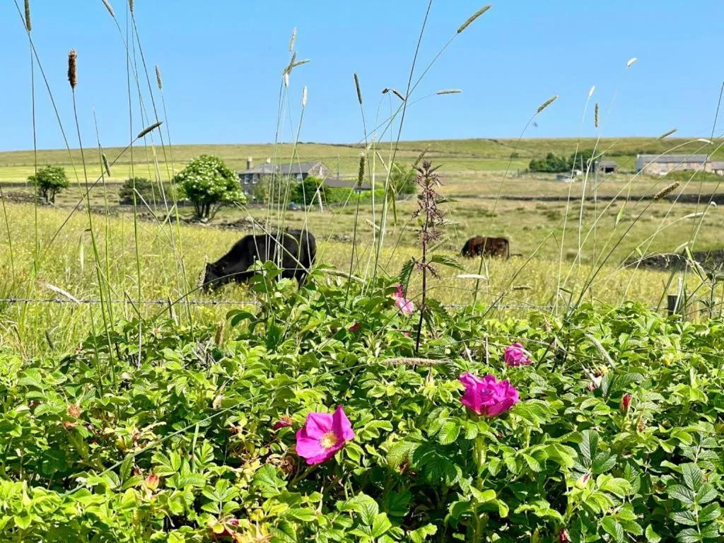 Garden in Grains Bar Hotel