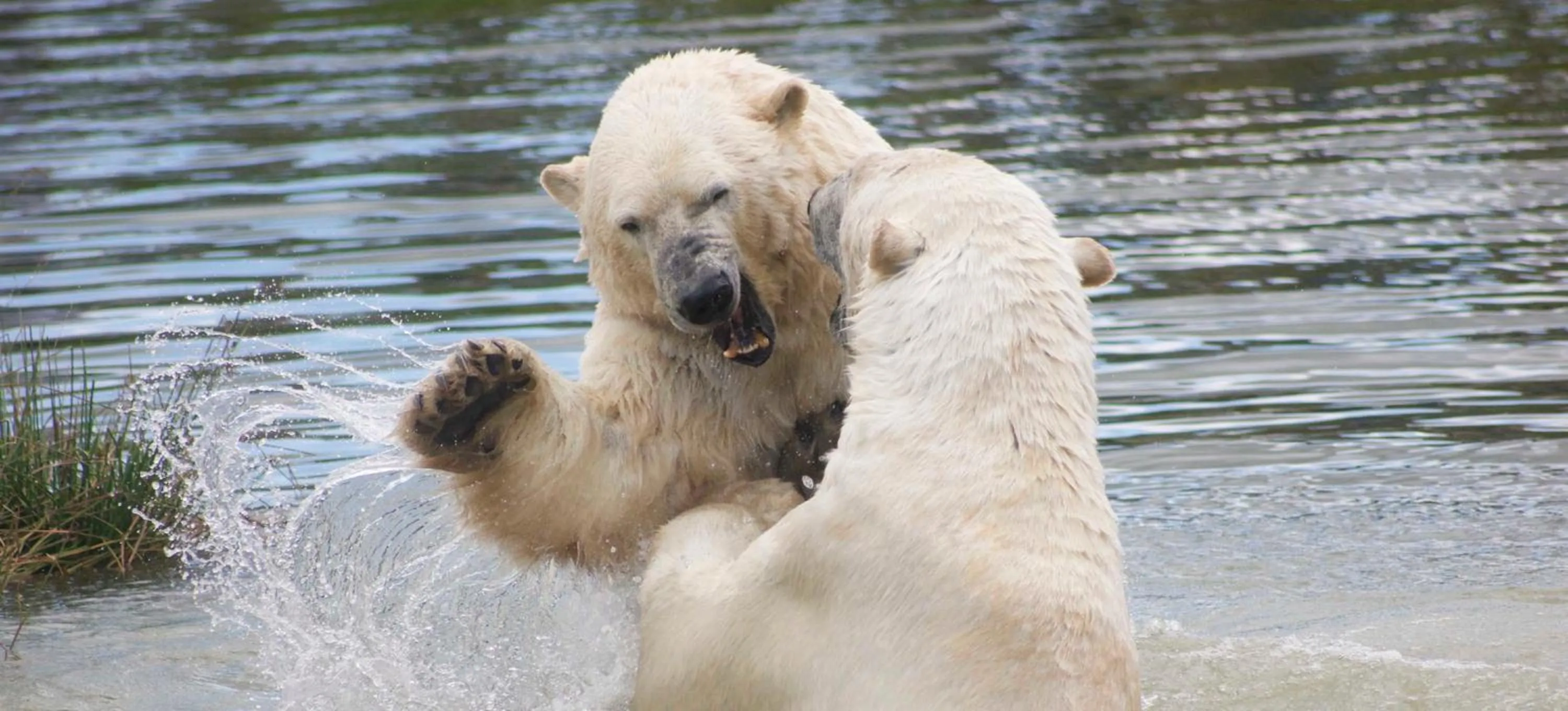 Nearby landmark in Pasescia Bed and Breakfast.