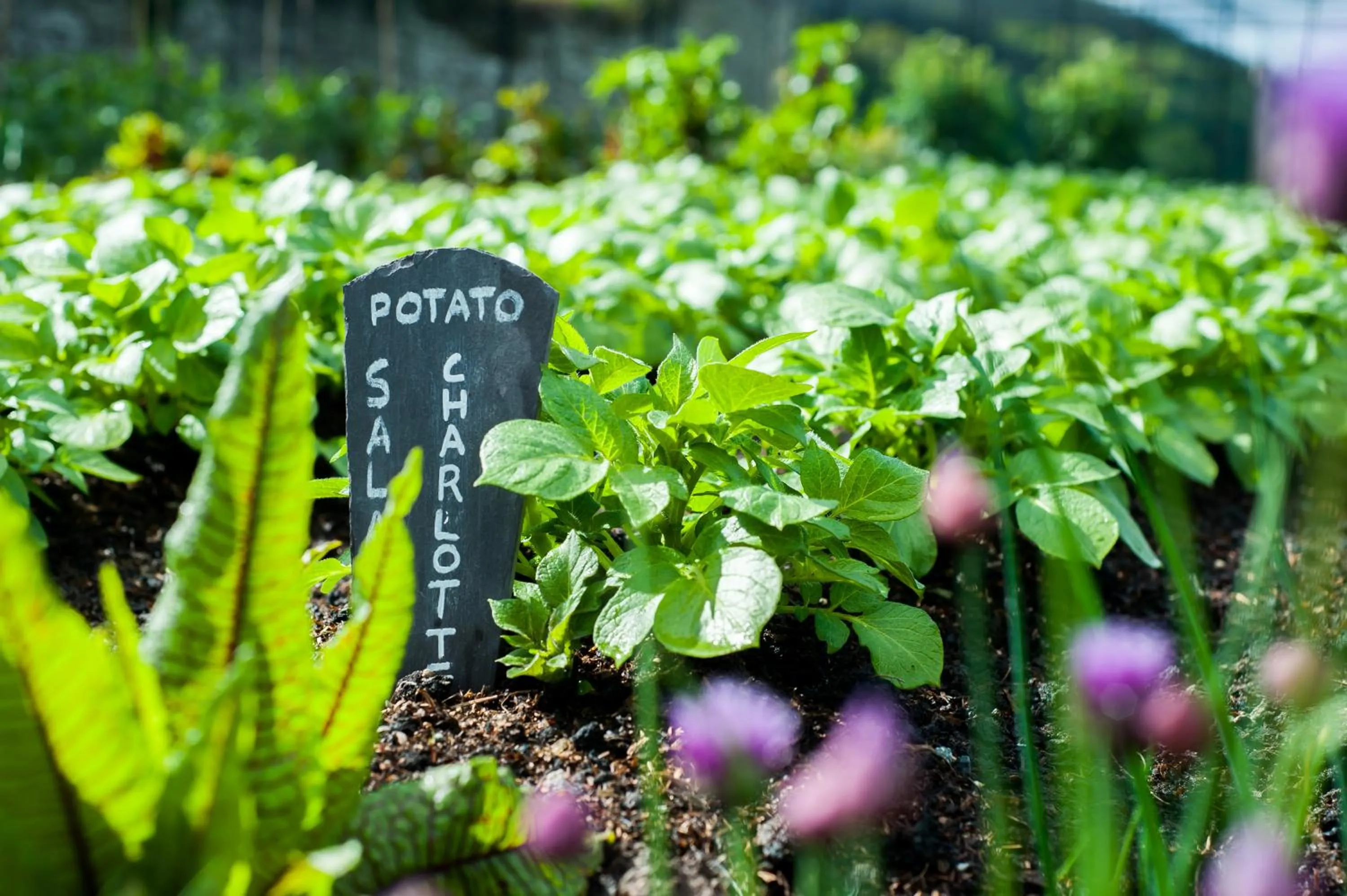 View (from property/room) in Llangoed Hall