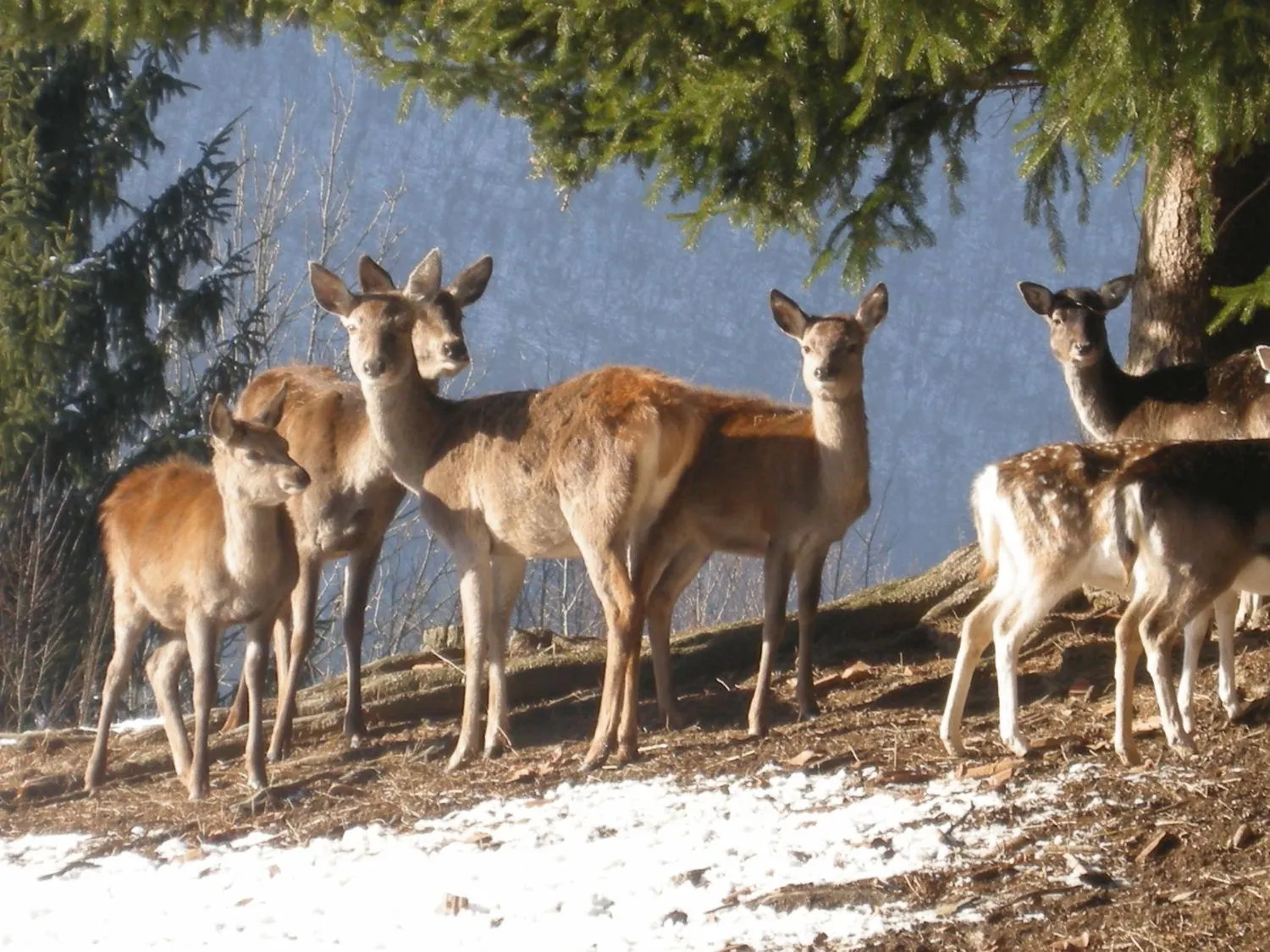 Animals in Hotel Kovac