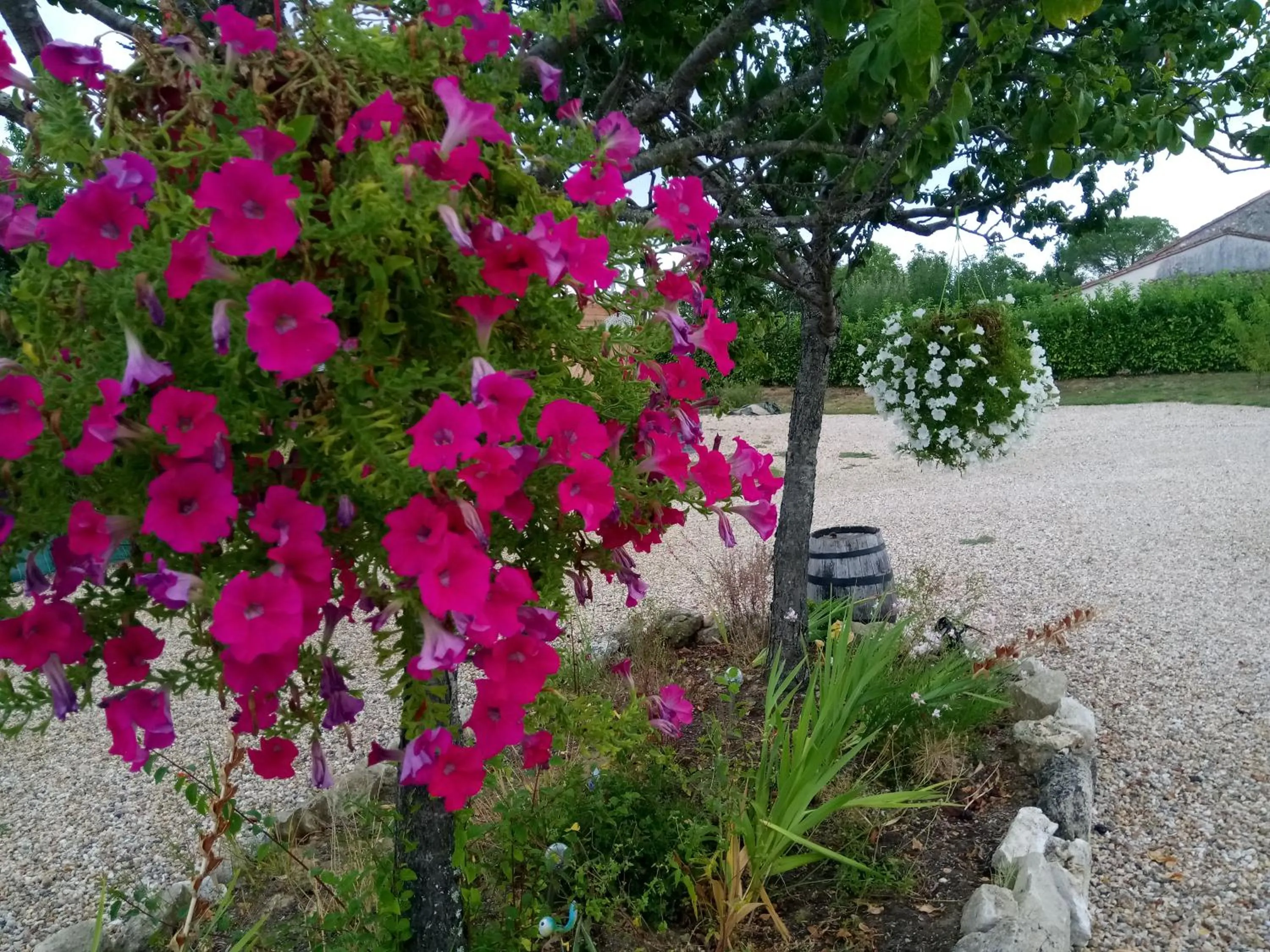 Garden view in La Mirabelle