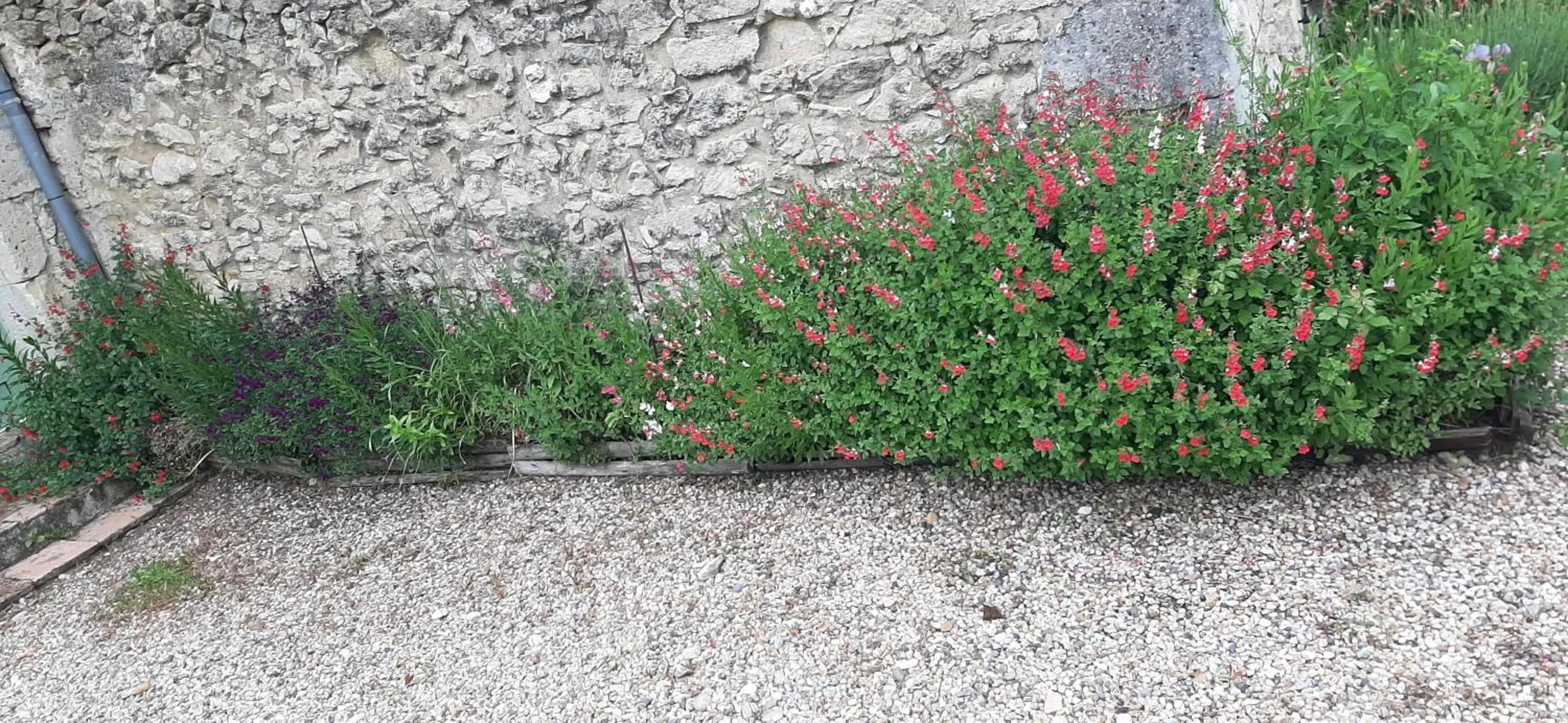 Garden in La Mirabelle