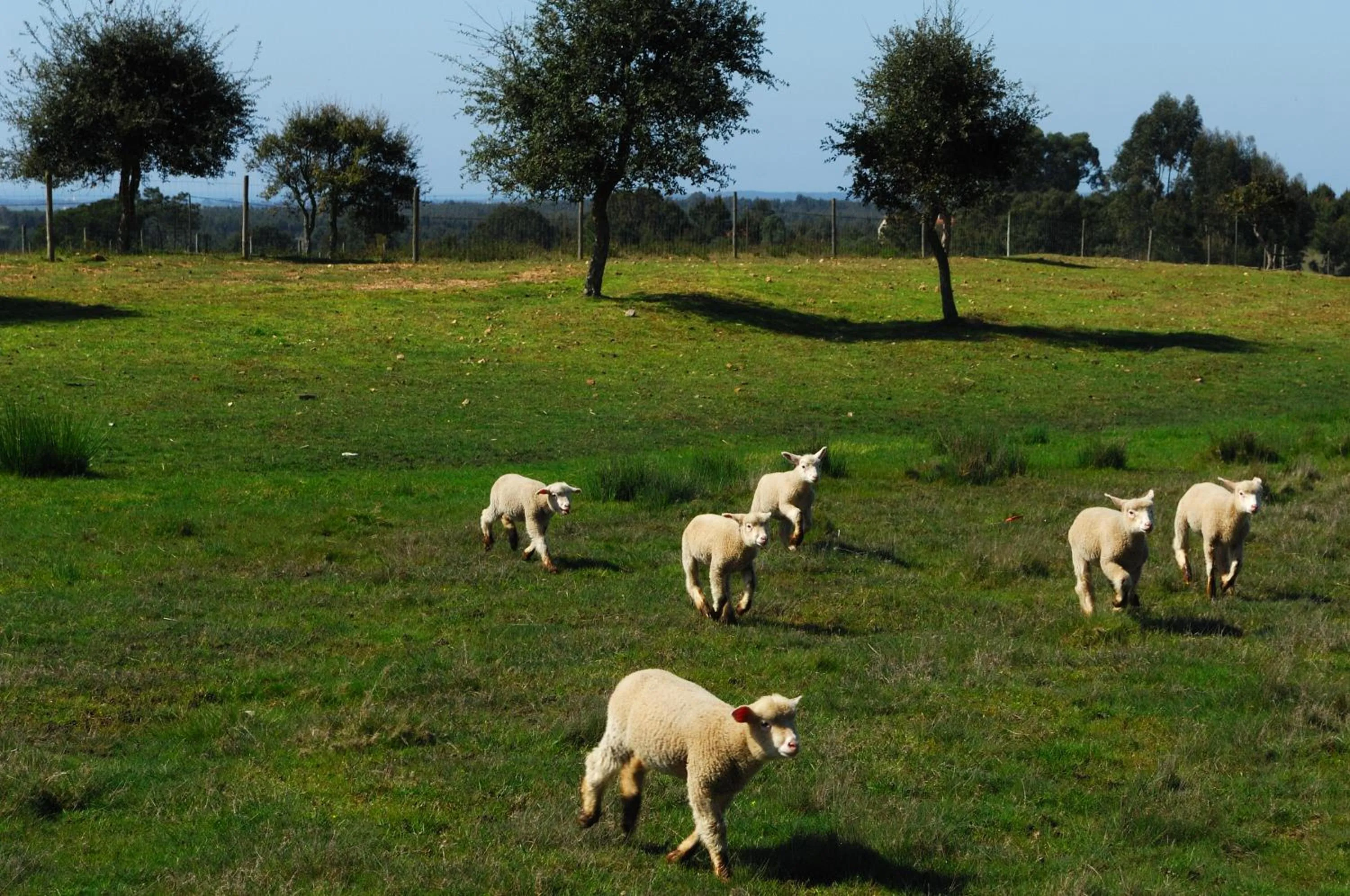 View (from property/room) in Monte Da Galrixa