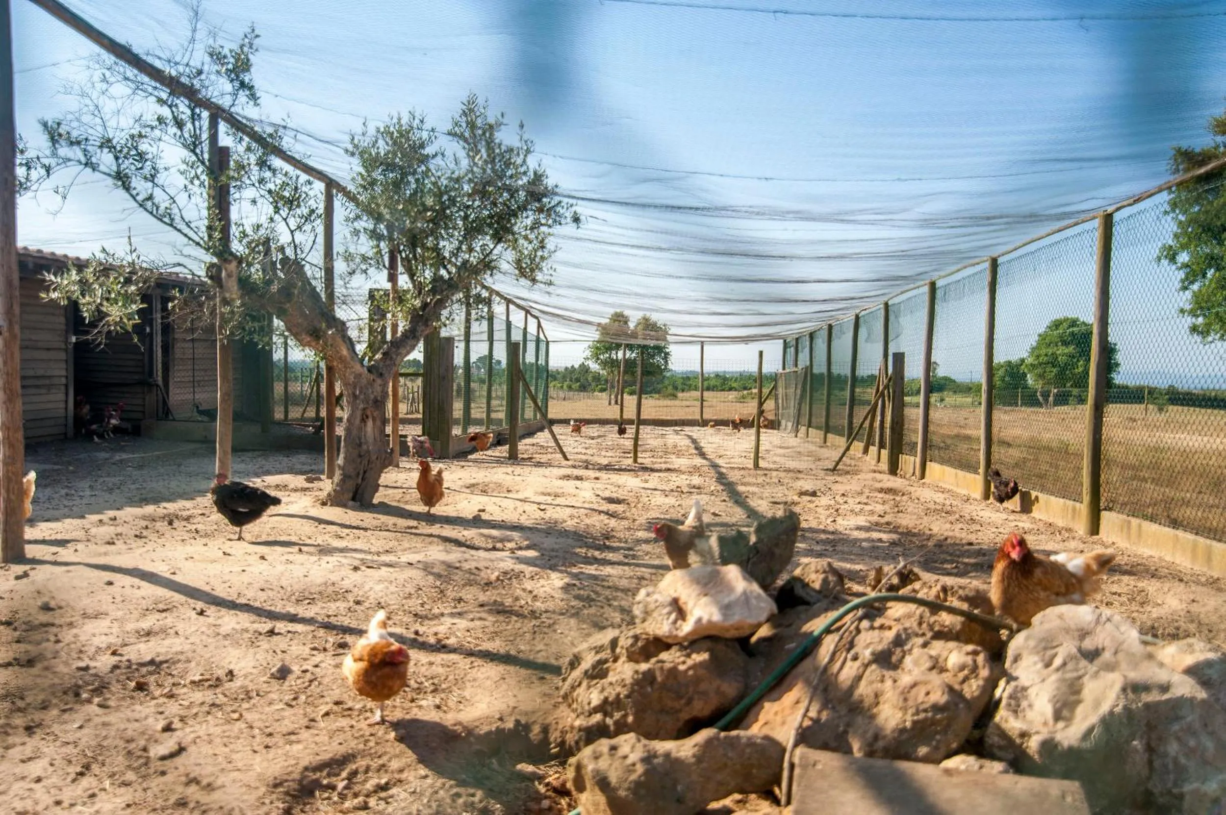 Pets in Monte Da Galrixa