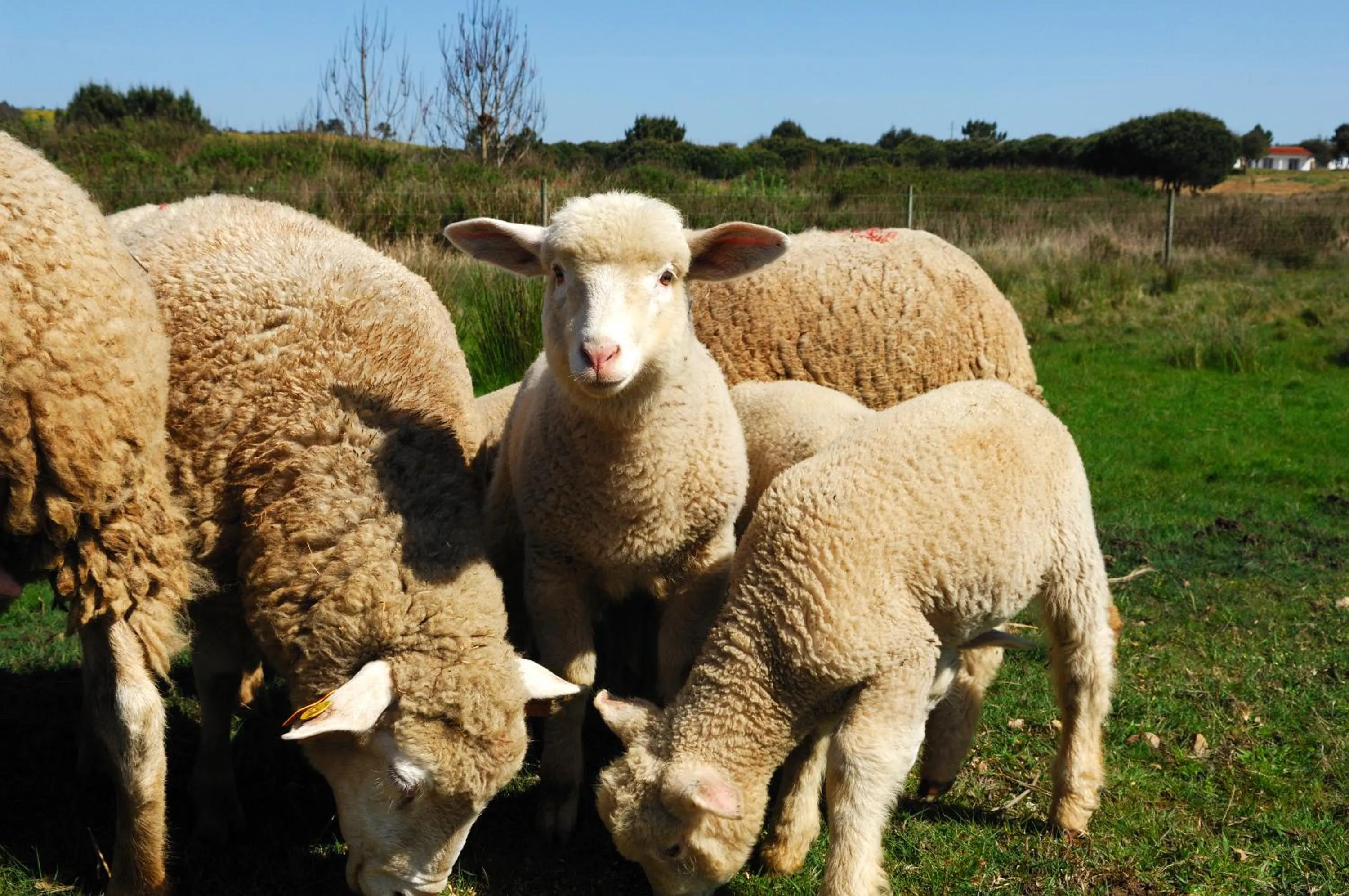 Hiking in Monte Da Galrixa