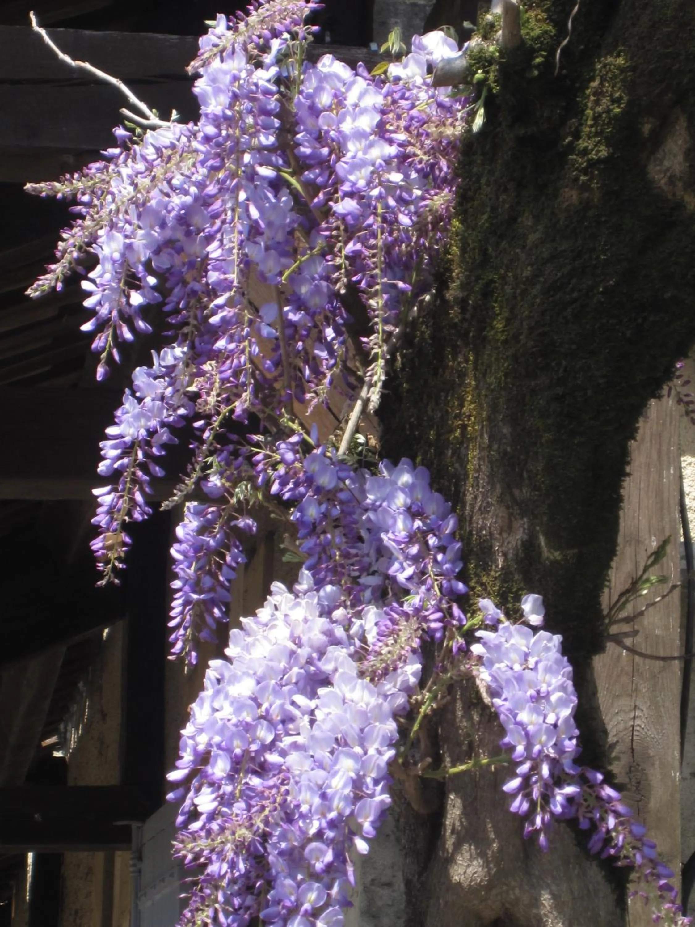 Garden in Les Glycines - Hôtel & Spa - Teritoria
