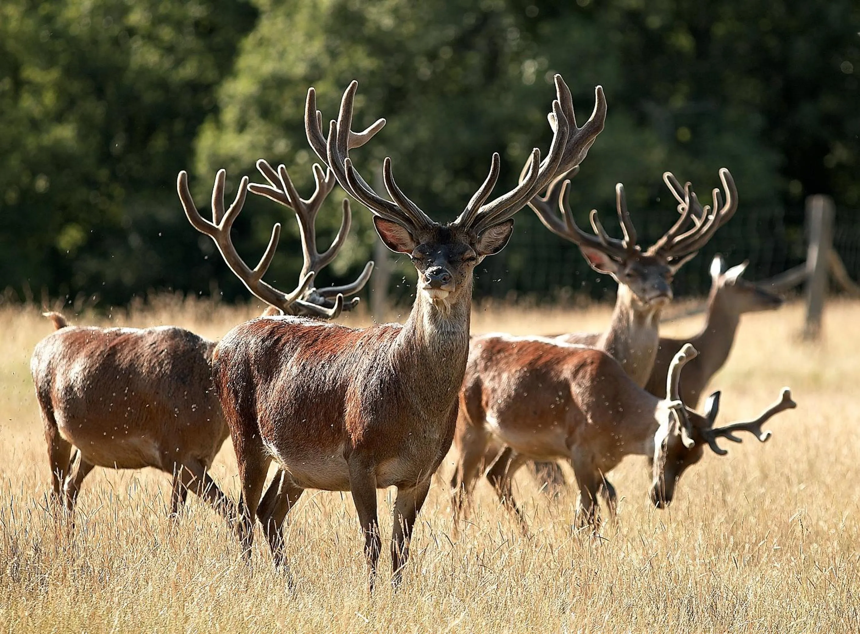 Animals in Hotel Restaurant Laborderie